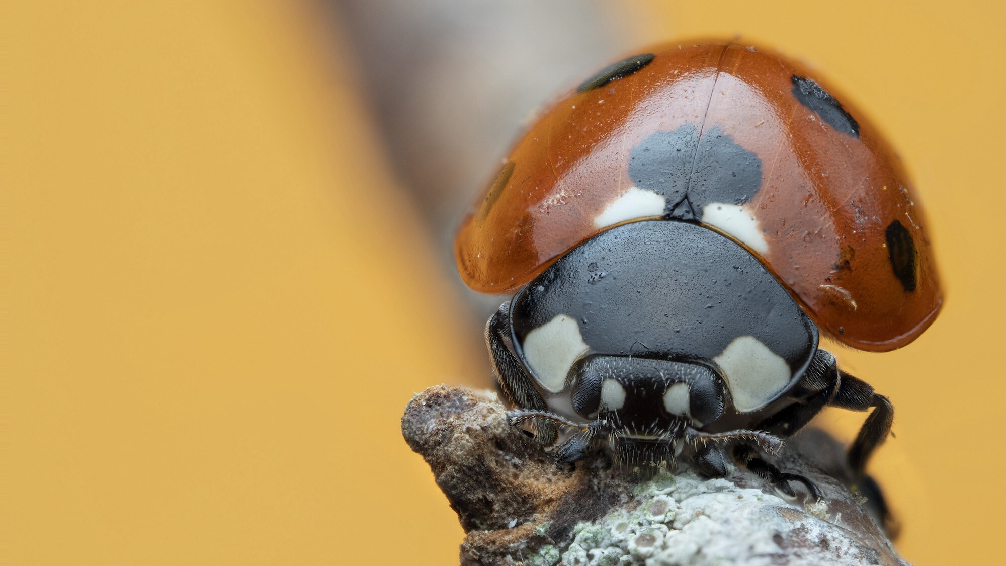 A seven spotted ladybird standing on a branch is featured in "The Busy Farm" episode of "A Real Bug's Life." (National Geographic/Jamie Thorpe)