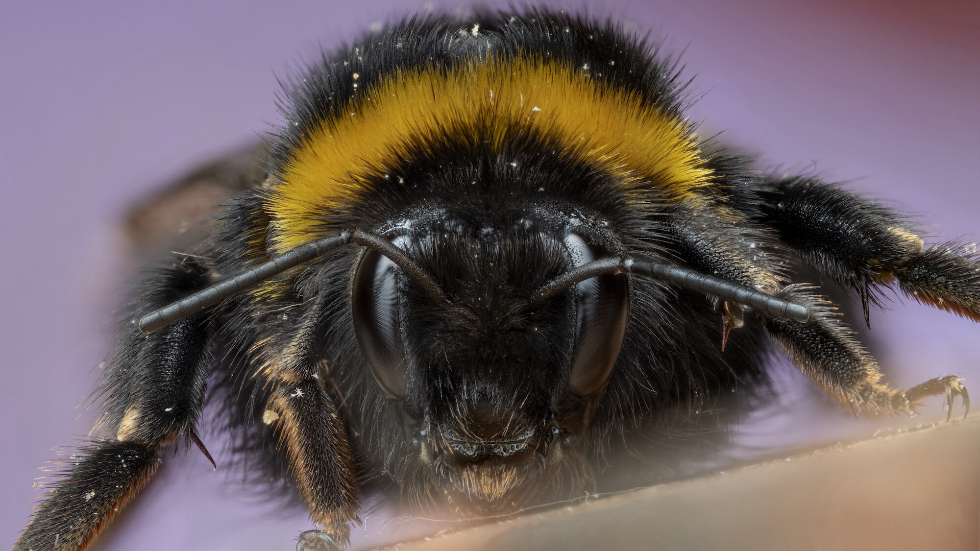 A buff-tailed bumblebee is featured in "The Busy Farm" episode of "A Real Bug's Life." (National Geographic/Jamie Thorpe)