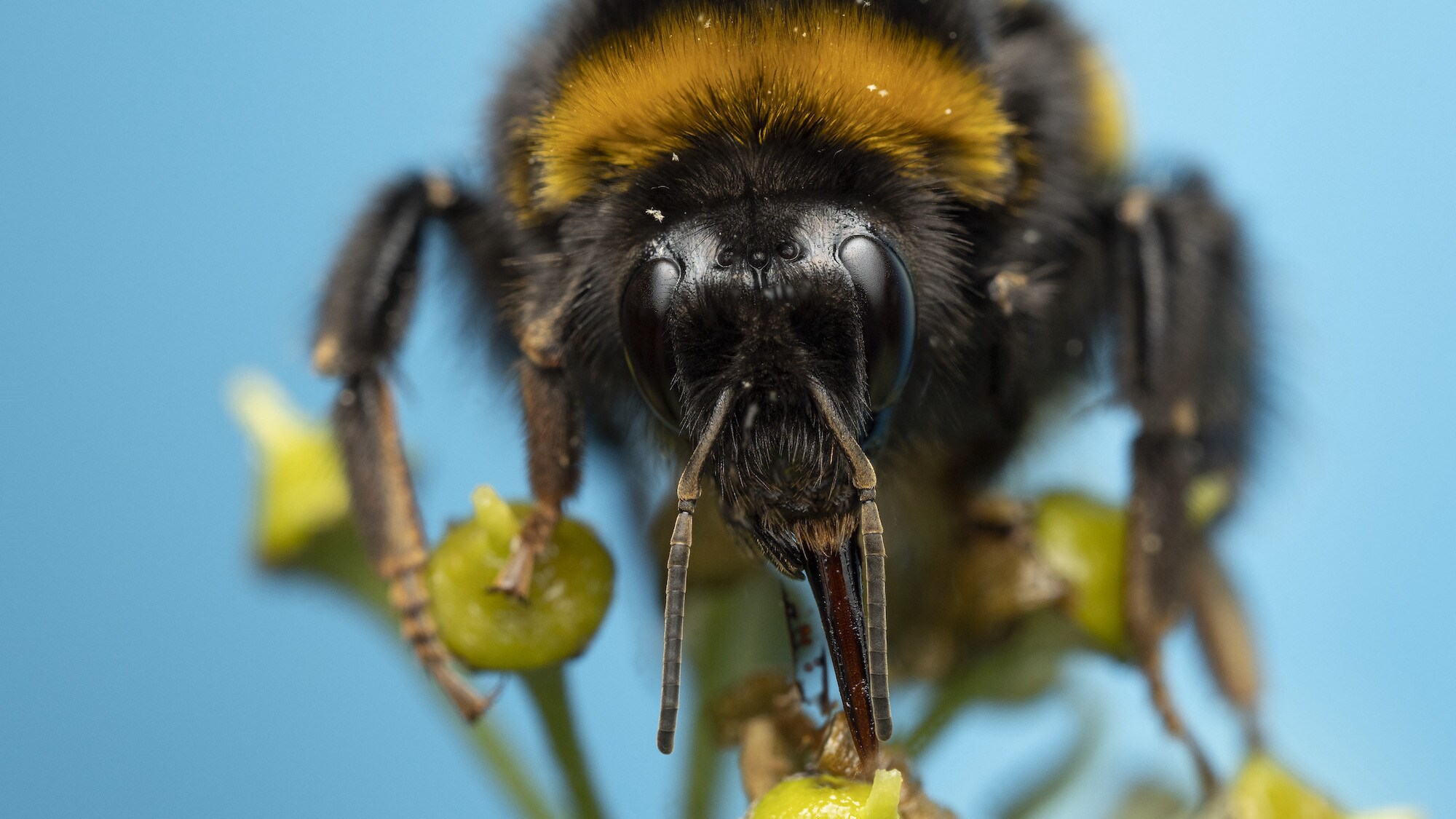 A buff tailed bumblebee with its proboscis out on a green plant is featured in "The Busy Farm" episode of "A Real Bug's Life." (National Geographic/Jamie Thorpe)