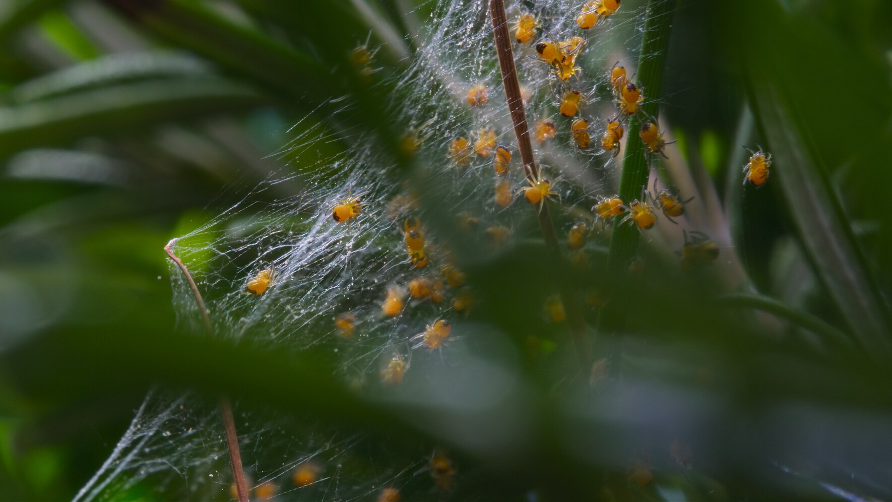 Spiderlings gathering on a communal web are featured in "The Busy Farm" episode of "A Real Bug's Life." (National Geographic)