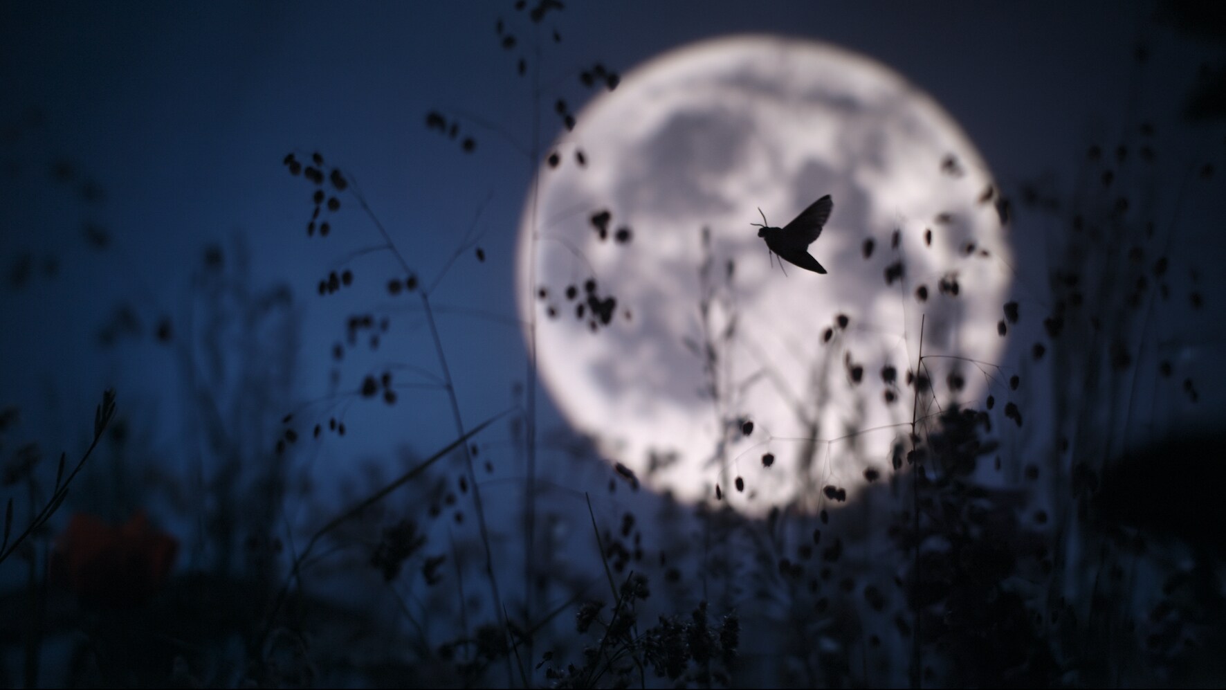A hummingbird hawk moth flies across the moon in a meadow in Abbots Langley, Hertfordshire, UK in "The Busy Farm" episode of "A Real Bug's Life." (National Geographic)