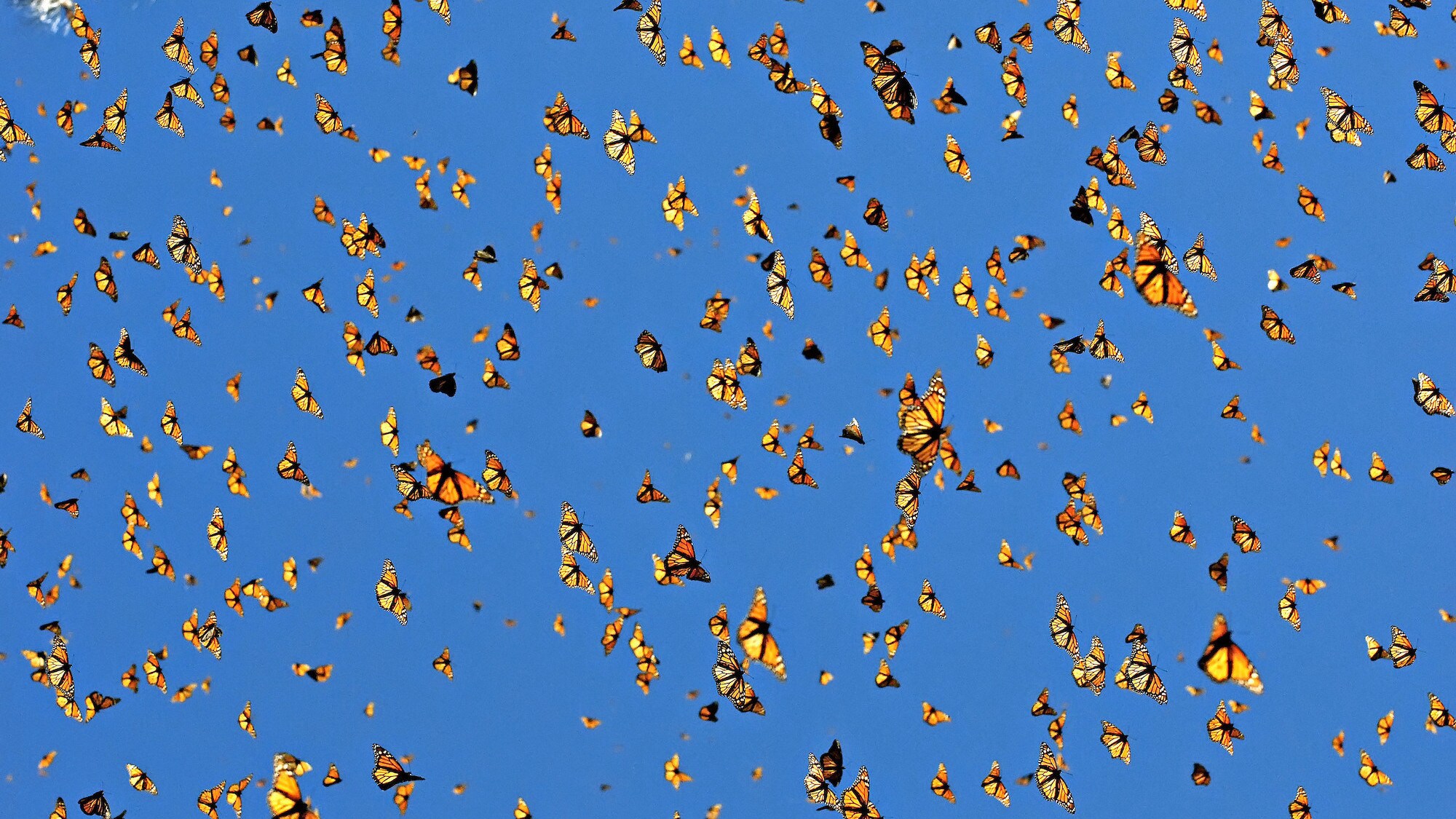 A "burst" of monarch butterflies flies with blue skies in the background. Monarchs are featured in the "Braving the Backyard" episode of "A Real Bug's Life." (National Geographic/Medford Taylor)