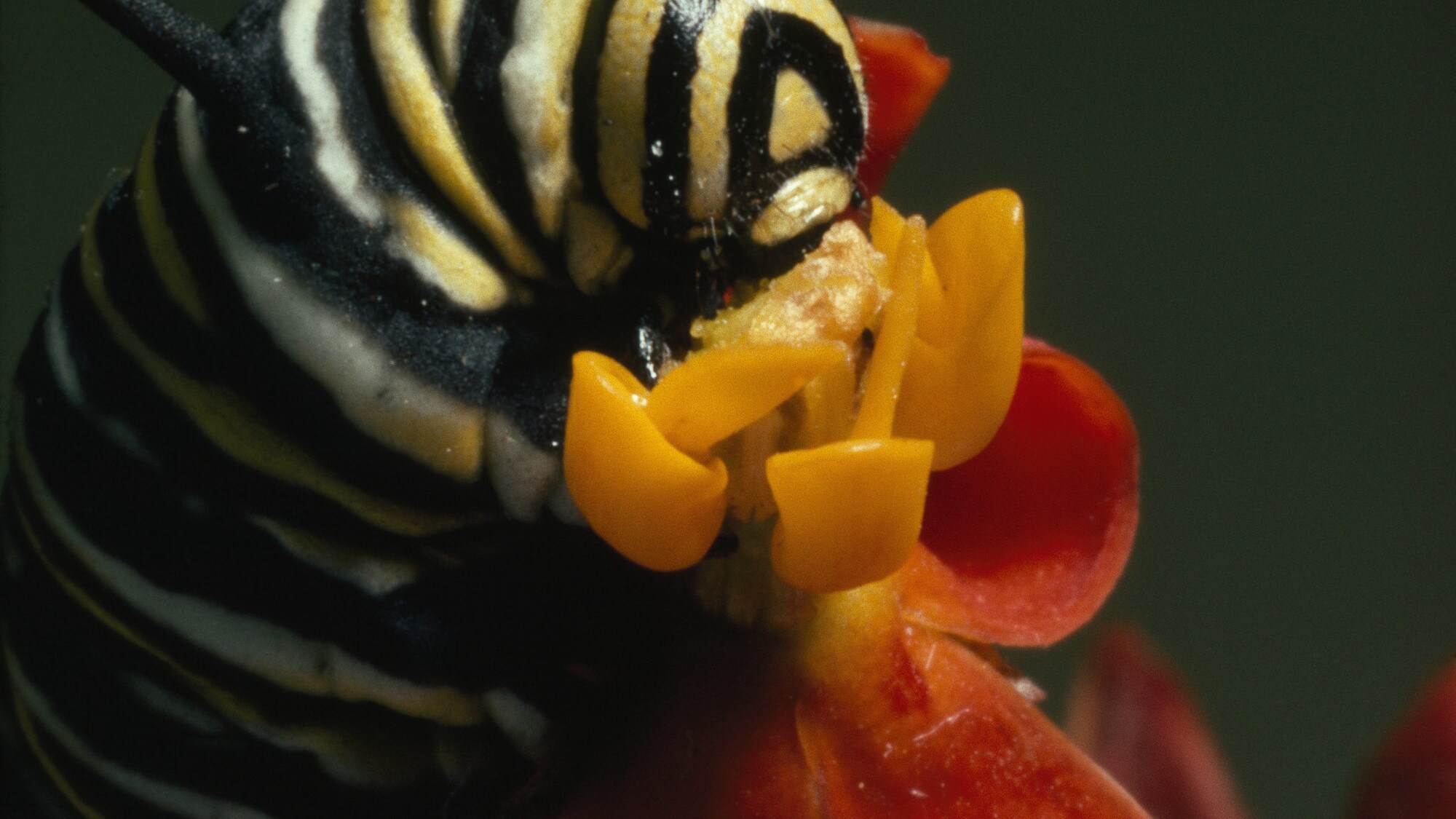 A monarch butterfly caterpillar feeds on a milkweed plant. (National Geographic Image Collection/Bianca Lavies)
