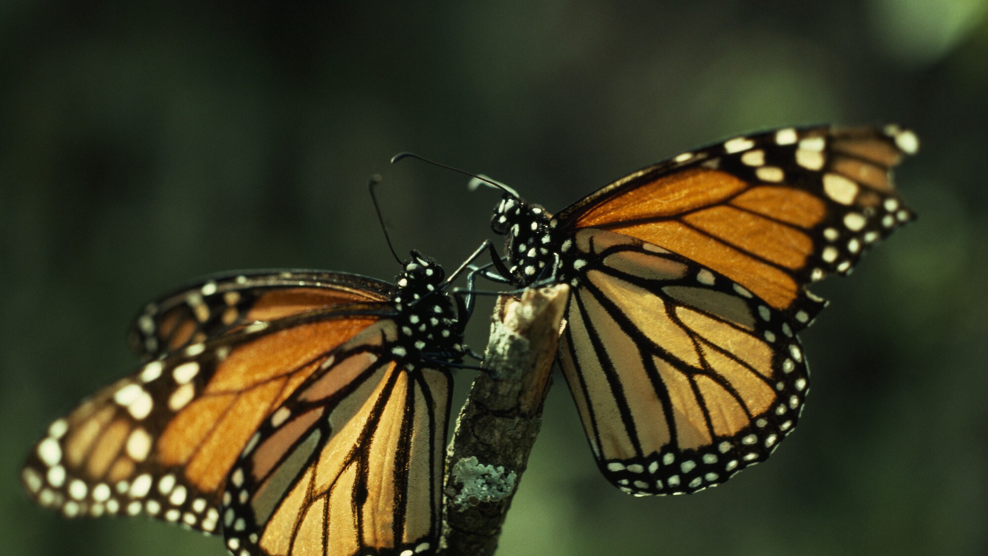 Monarch butterflies arrive in their winter home after migrating. Monarchs are featured in the "Braving the Backyard" episode of "A Real Bug's Life." (National Geographic Image Collection/Bianca Lavies)