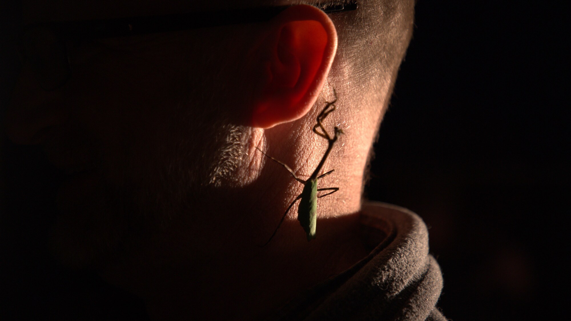 An adult Texas unicorn mantis stands on the neck of bug wrangler John Abbott on set in Austin, Texas in the "Braving the Backyard" episode of "A Real Bug's Life." (National Geographic/Fernanda Prudencio)