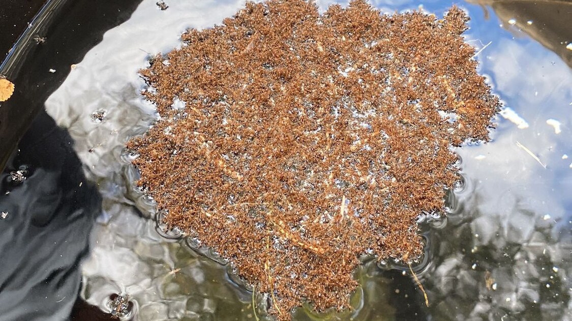 A fire ant raft is seen floating on water in an Austin, Texas backyard in the "Braving the Backyard" episode of "A Real Bug's Life." (National Geographic/Fernanda Prudencio)