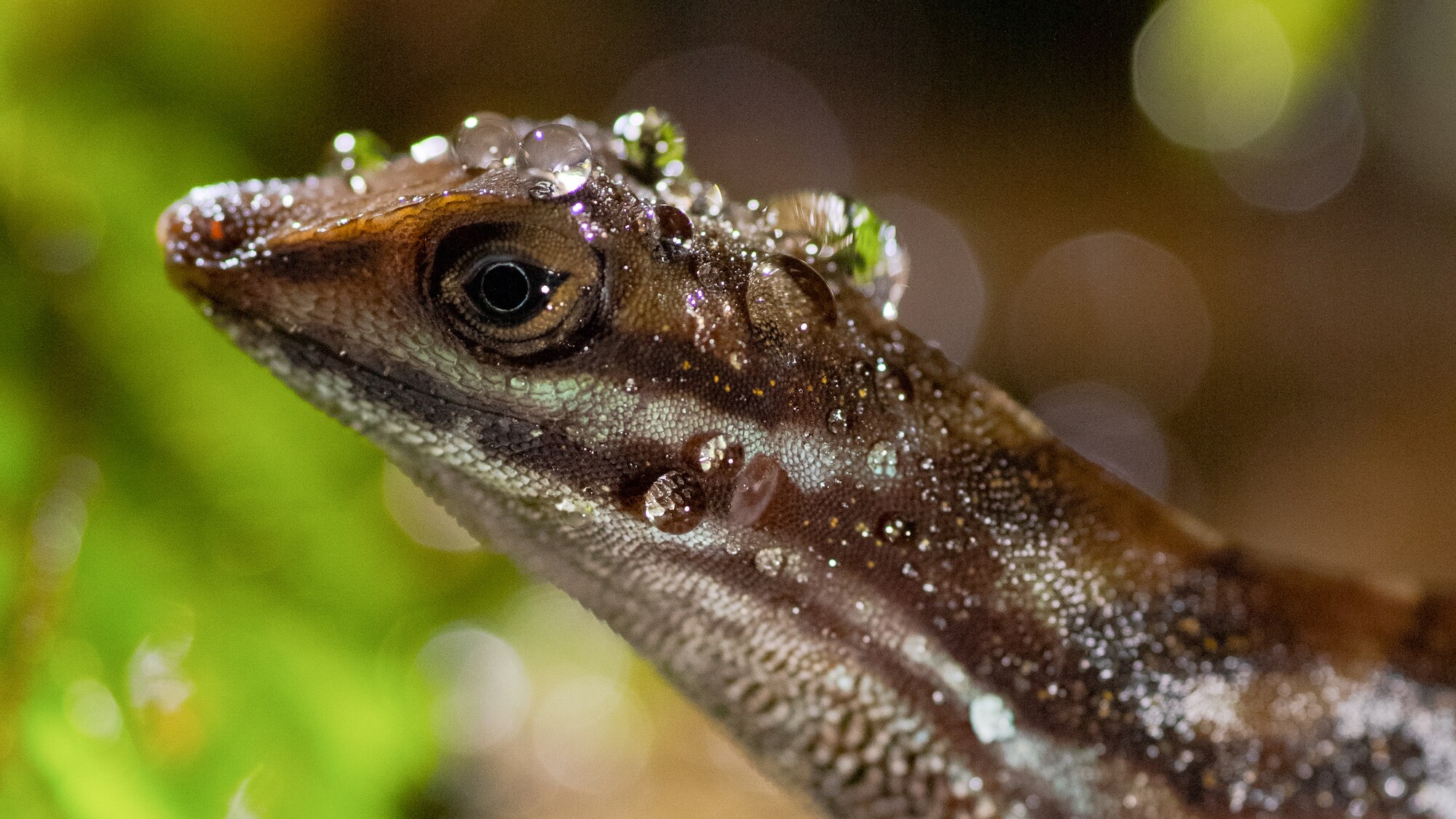 An anole lizard standing on a rock, covered in water droplets.  (National Geographic for Disney+/Robin Cox)