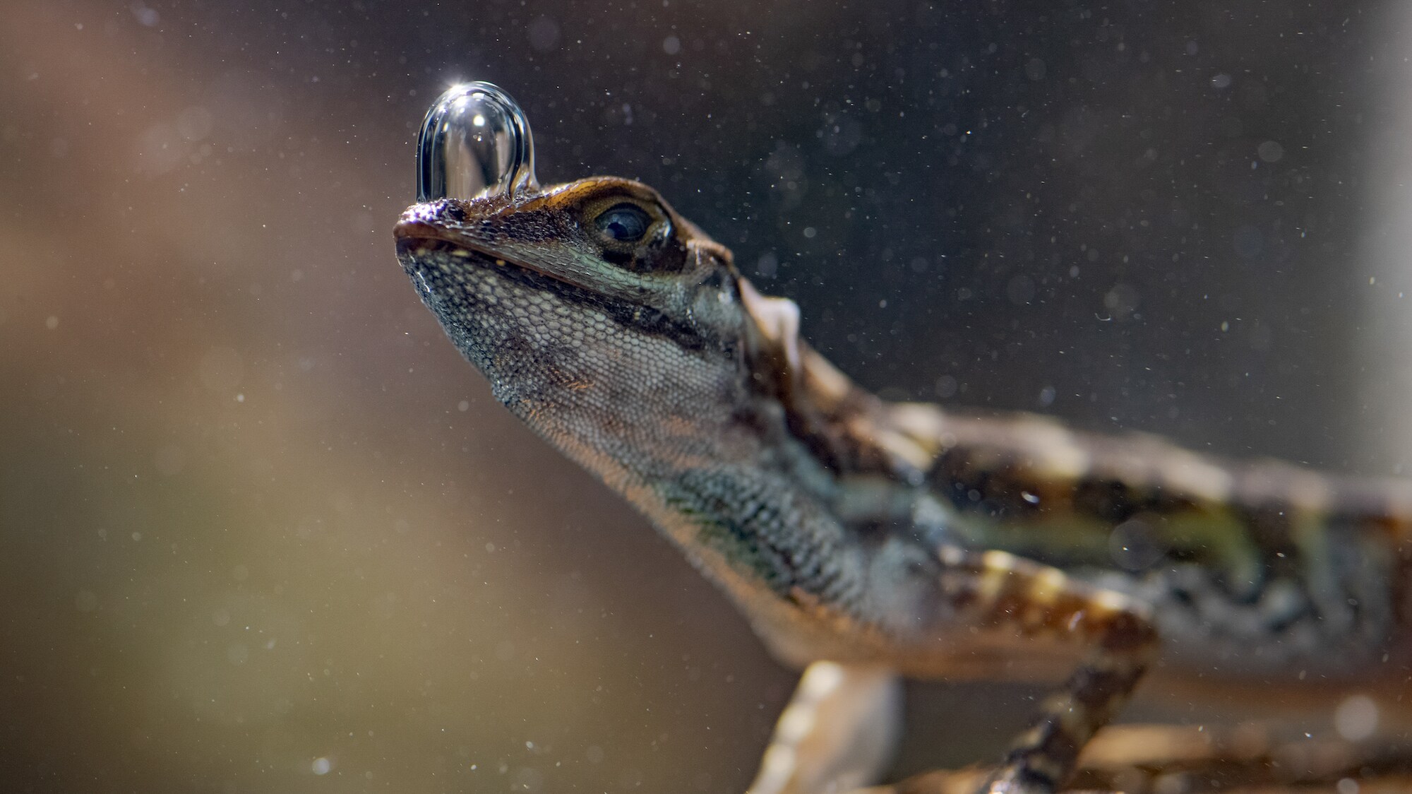 An Anole lizard breathing underwater using it's air bubble in Costa Rica.  (National Geographic for Disney+/Robin Cox)