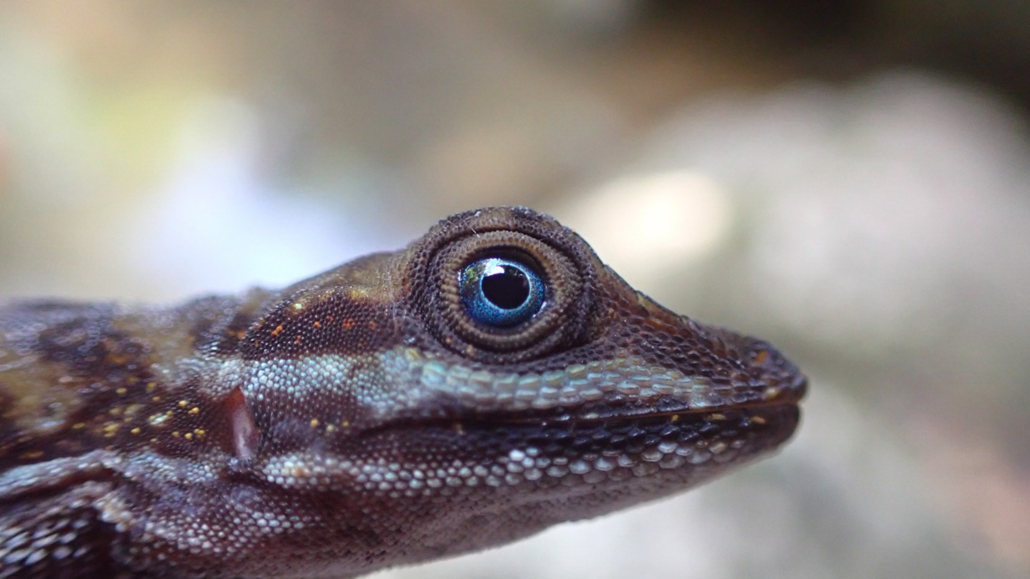 Portrait of an anole lizard in Costa Rica.  (National Geographic for Disney+/Robin Cox)