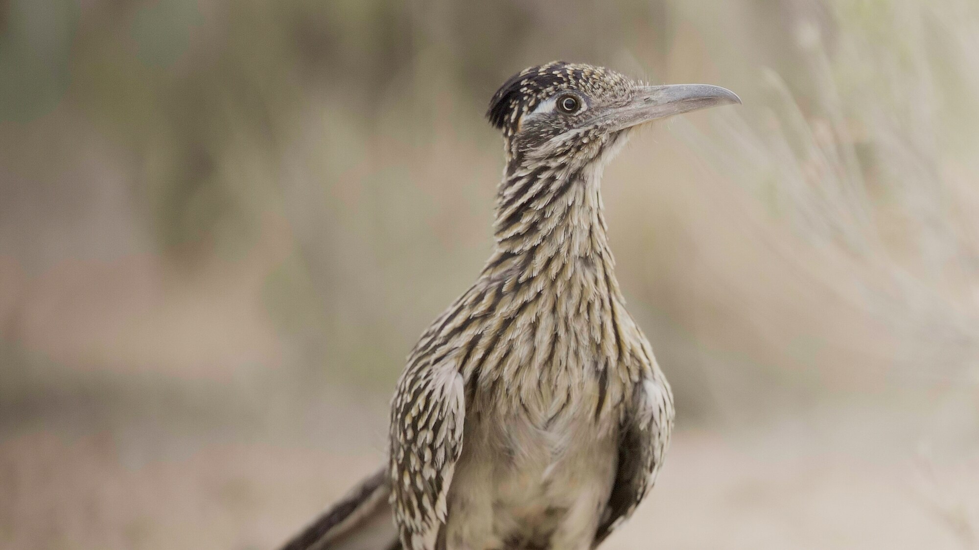 A male roadrunner in the Arizona desert, searching for food to feed his chicks.  (National Geographic for Disney+/Mark Carroll)