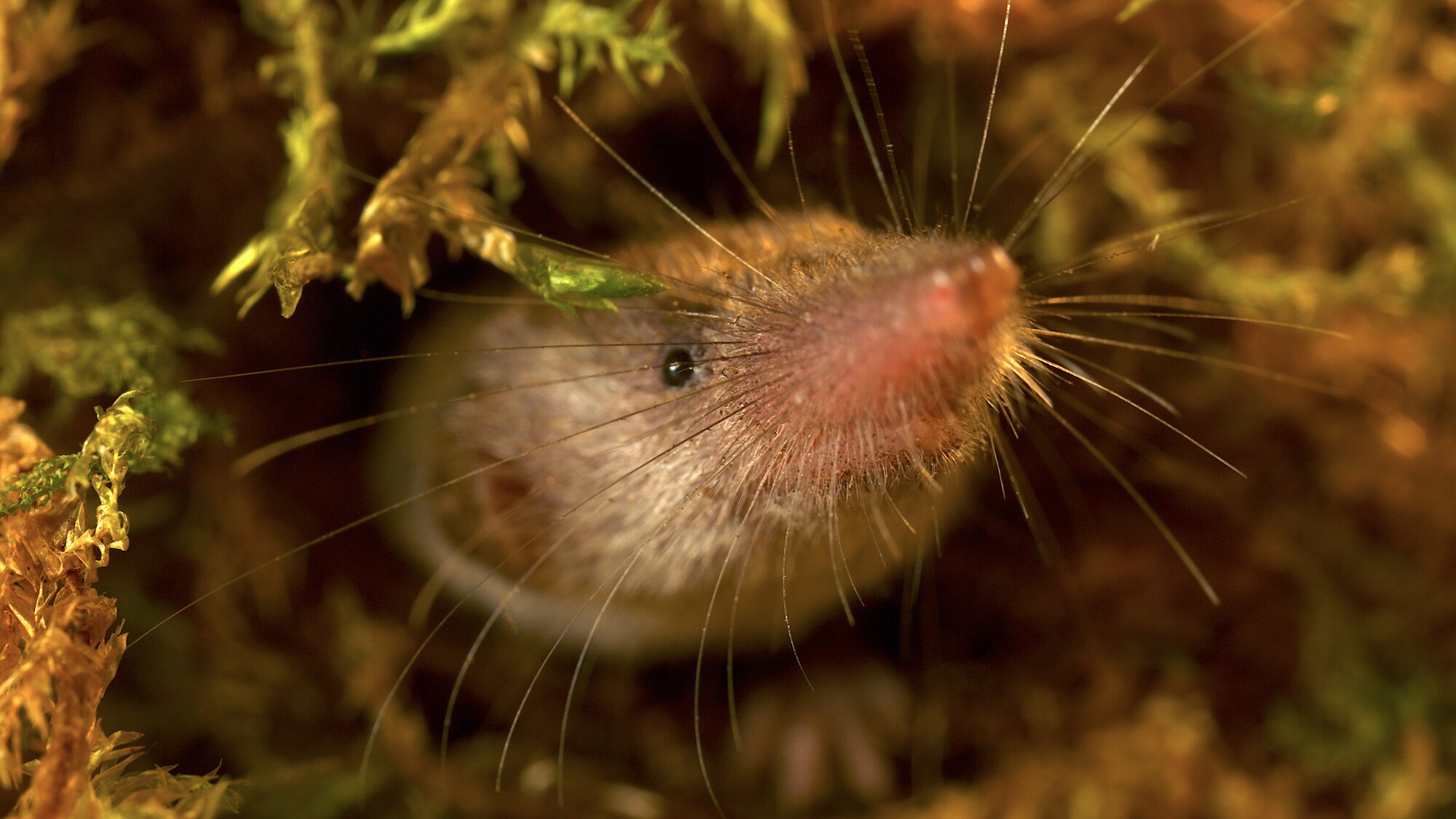 Close-up of an etruscan shrew face at the Manchester Zoo UK. (National Geographic for Disney+/Jonjo Harrington)