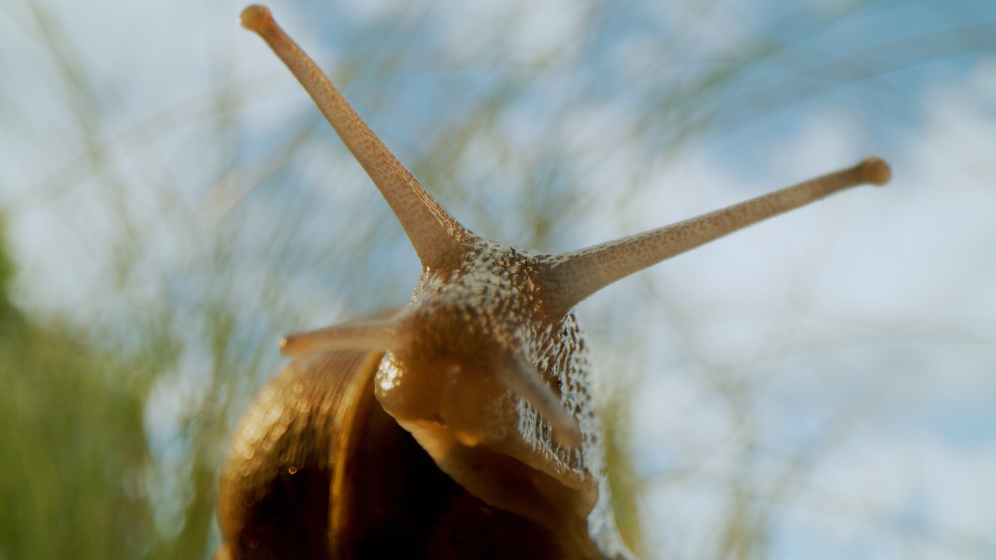 Close-up of a snail, featured in the Etruscan shrew sequence.  (National Geographic for Disney+/Jonjo Harrington)