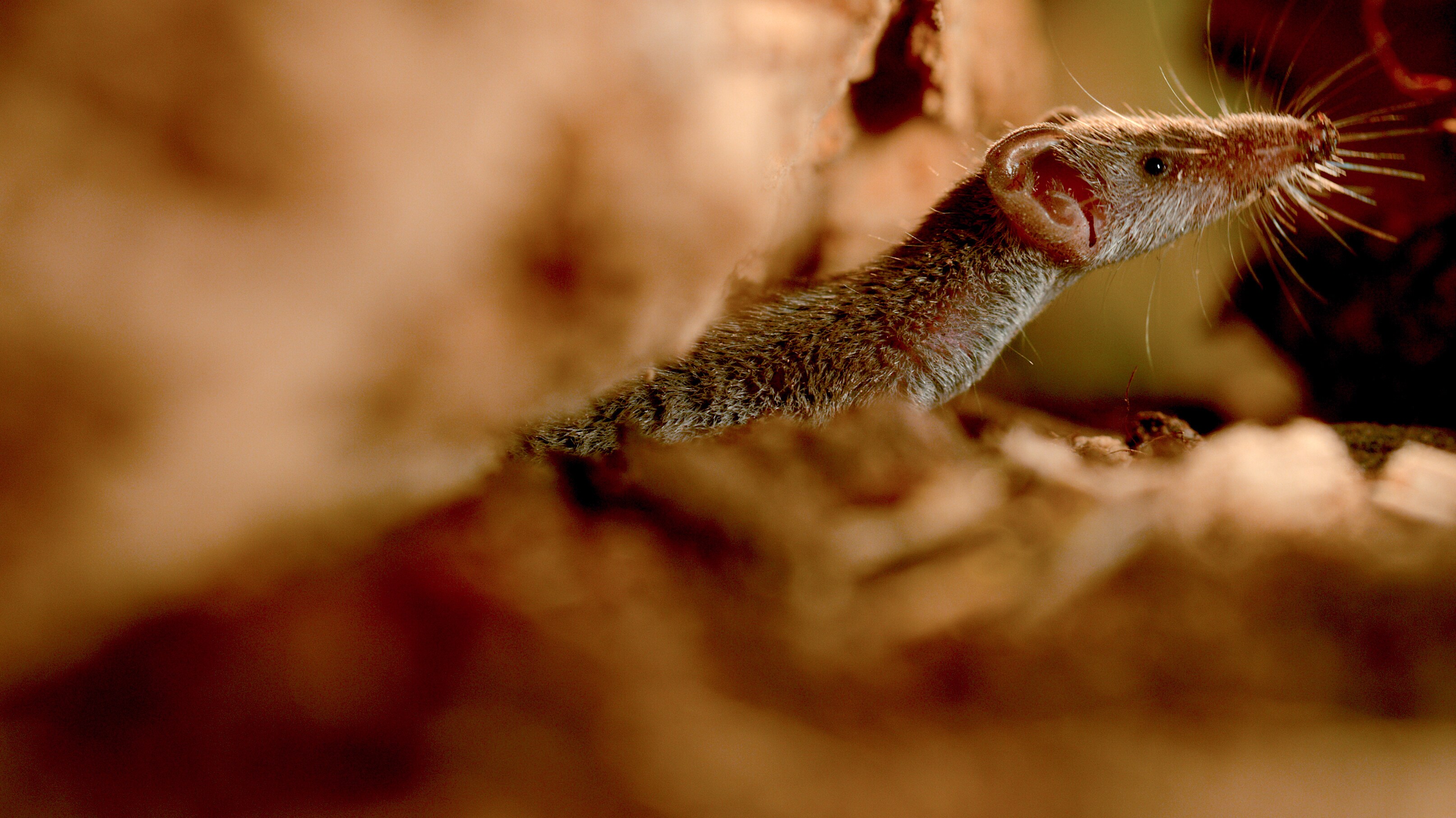 Etruscan shrew emerging from a burrow.  (National Geographic for Disney+/Jonjo Harrington)