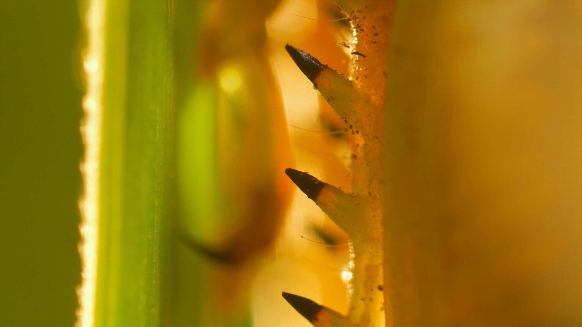 Close up locust leg spines. (National Geographic for Disney+/Jonjo Harrington)