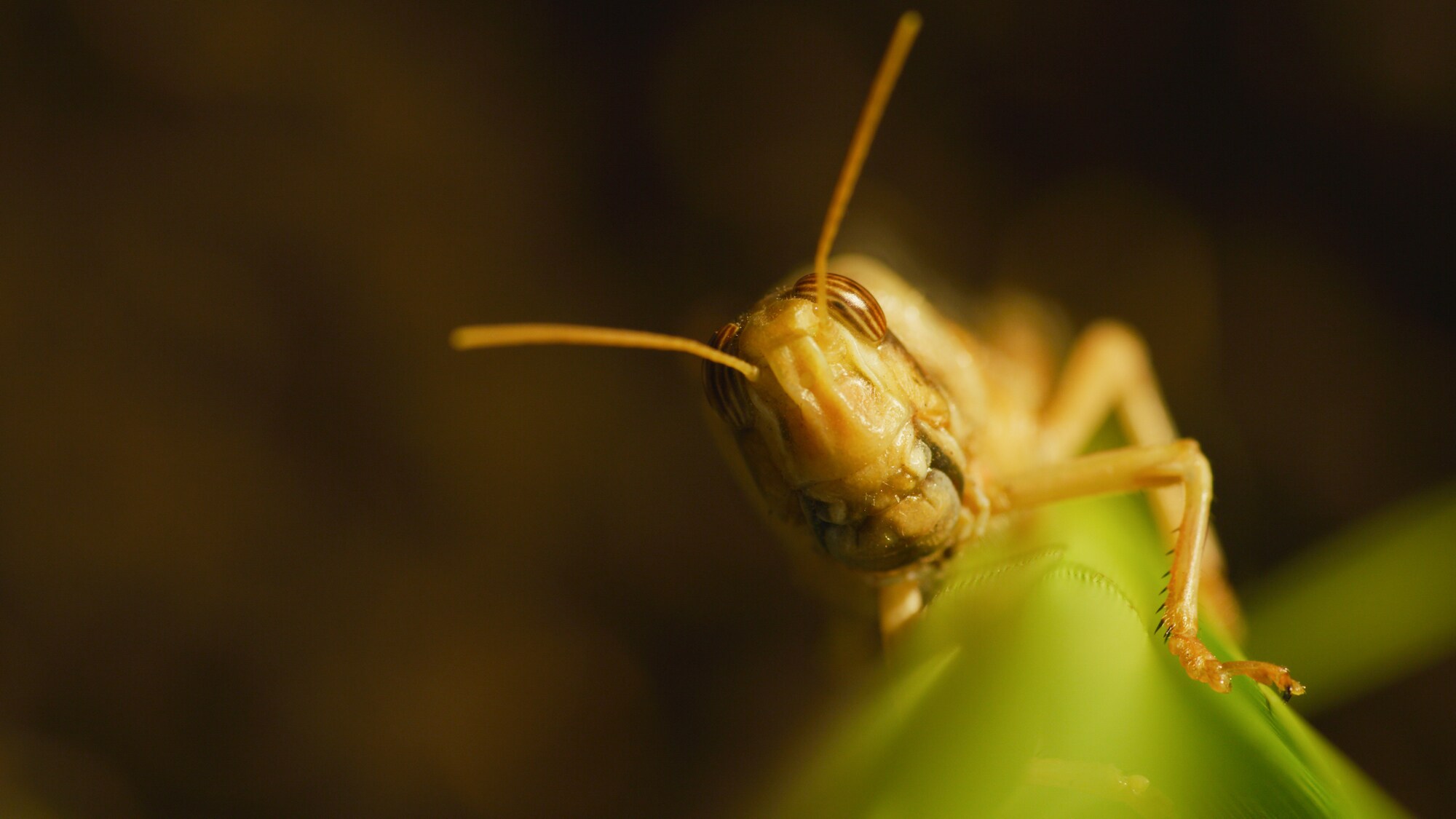 Locust portrait. (National Geographic for Disney+/Jonjo Harrington)