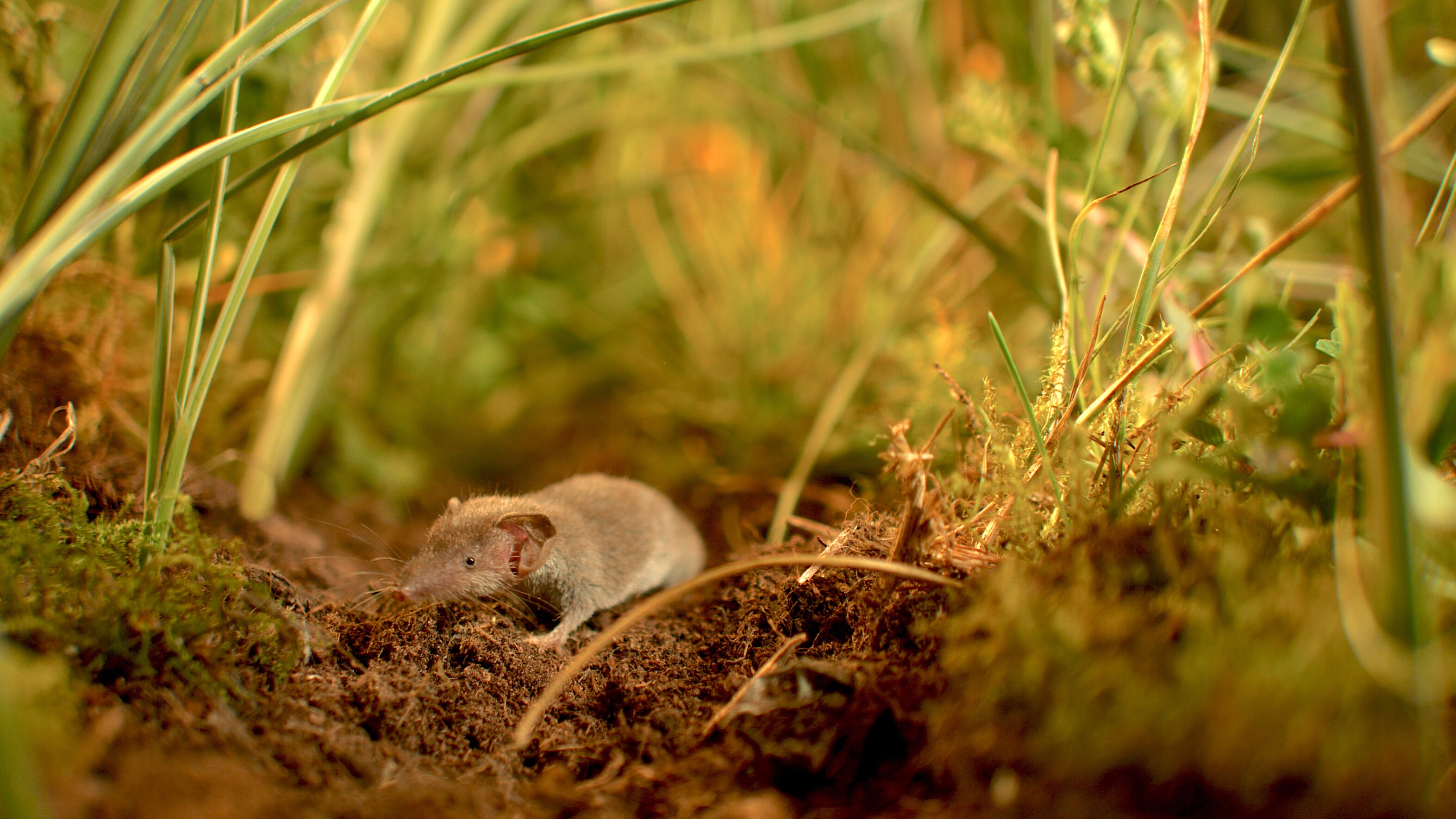 Etruscan shrew foraging in the grass.  (National Geographic for Disney+/Jonjo Harrington)