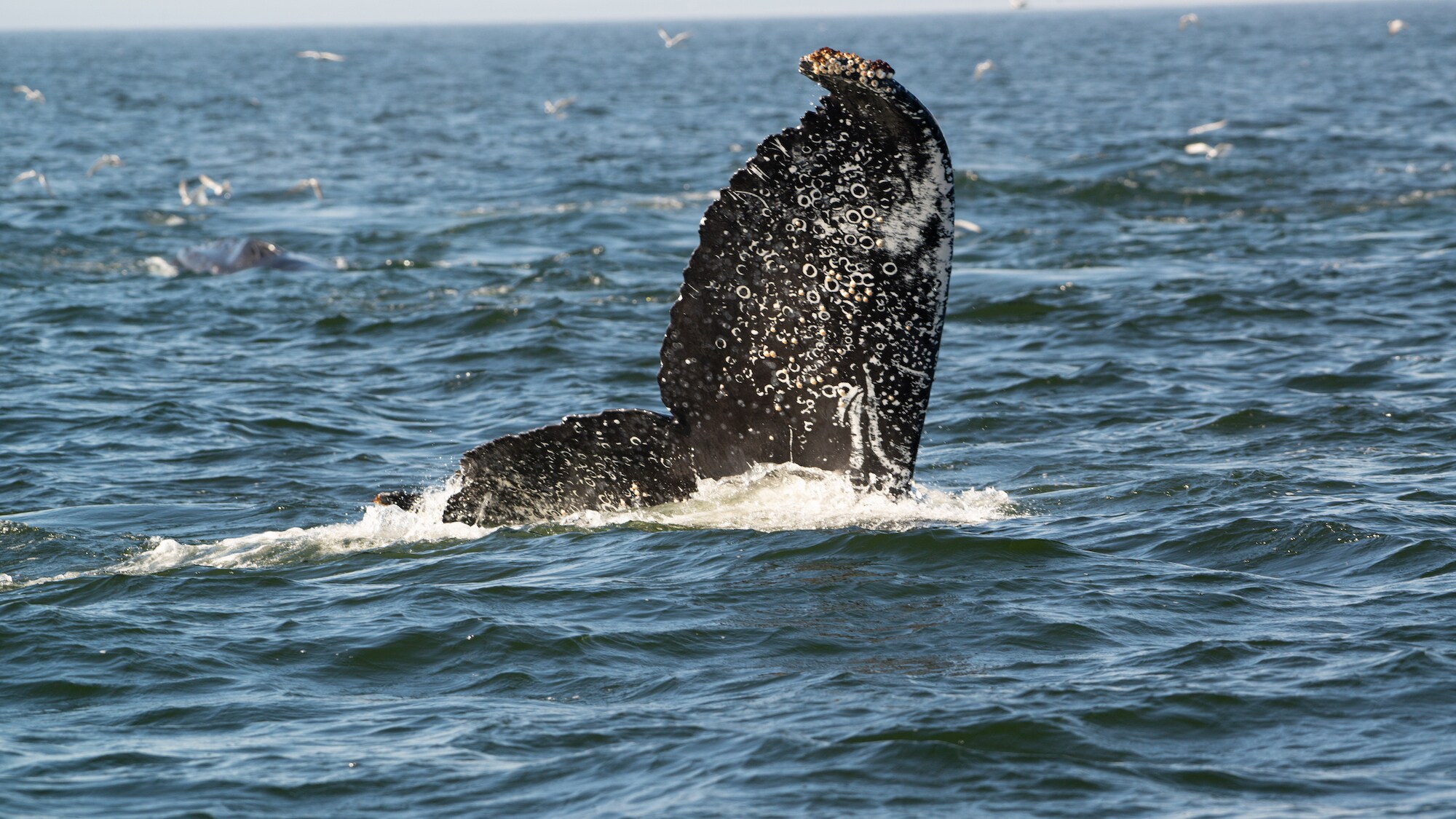 Humpback whale fluke splashing. (National Geographic for Disney+/Katrina Steele)