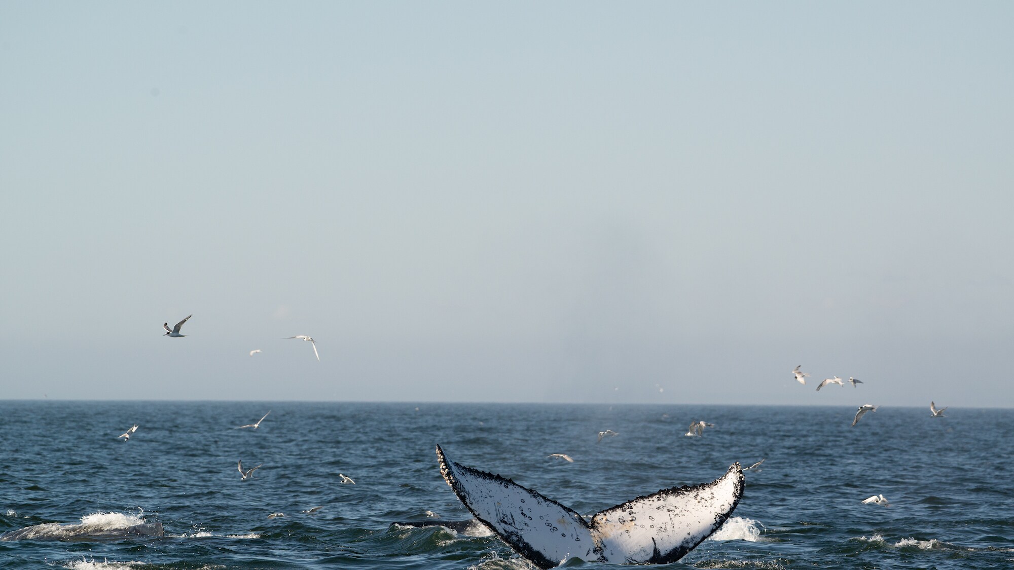 Humpback whale fluke facing away. (National Geographic for Disney+/Katrina Steele)
