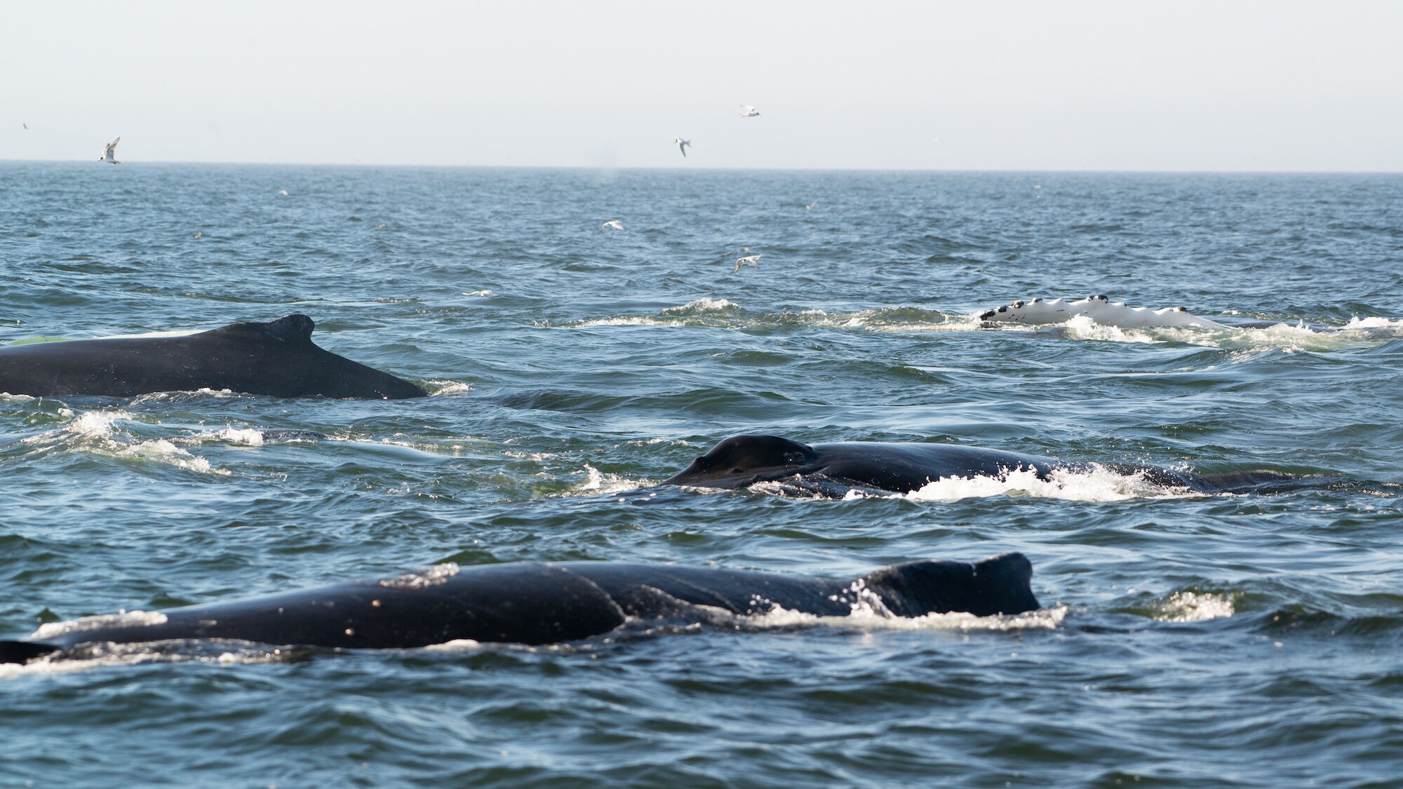 Multiple humpback whales surfacing. (National Geographic for Disney+/Katrina Steele)