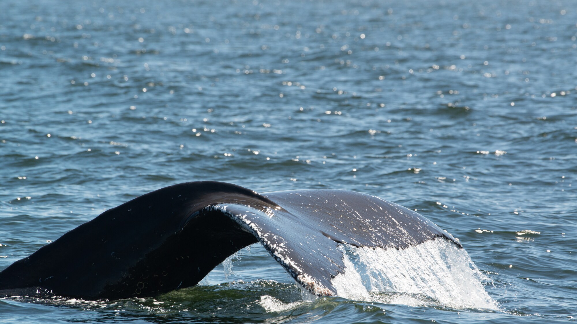 A humpback whale fluke out of water. (National Geographic for Disney+/Katrina Steele)