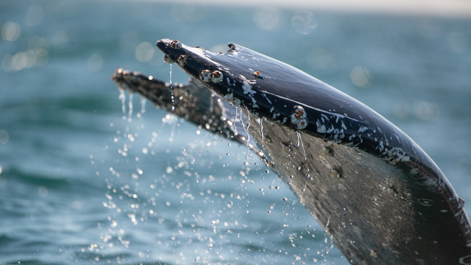 Close up of humpback whale fluke. (National Geographic for Disney+/Katrina Steele)