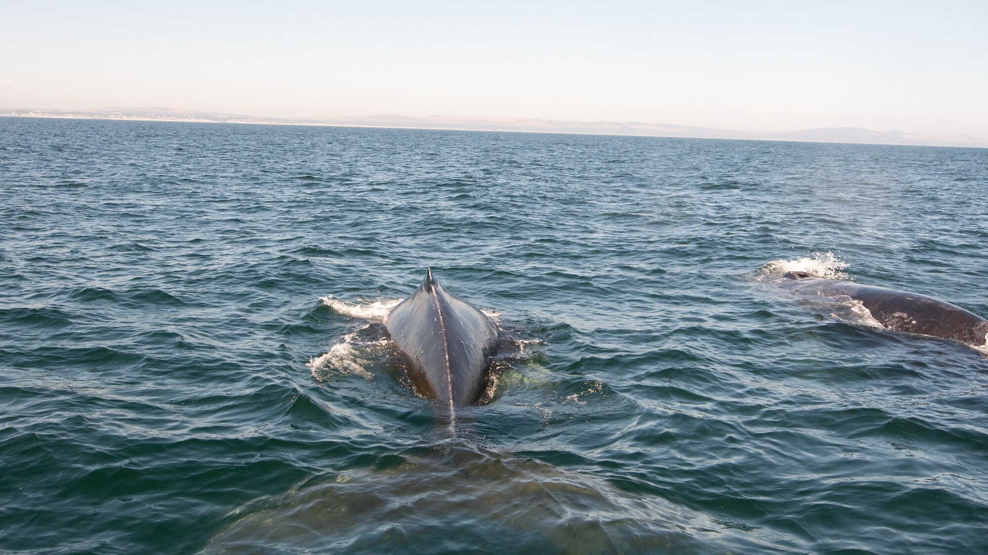 Humpback whales swim. (National Geographic for Disney+/Katrina Steele)