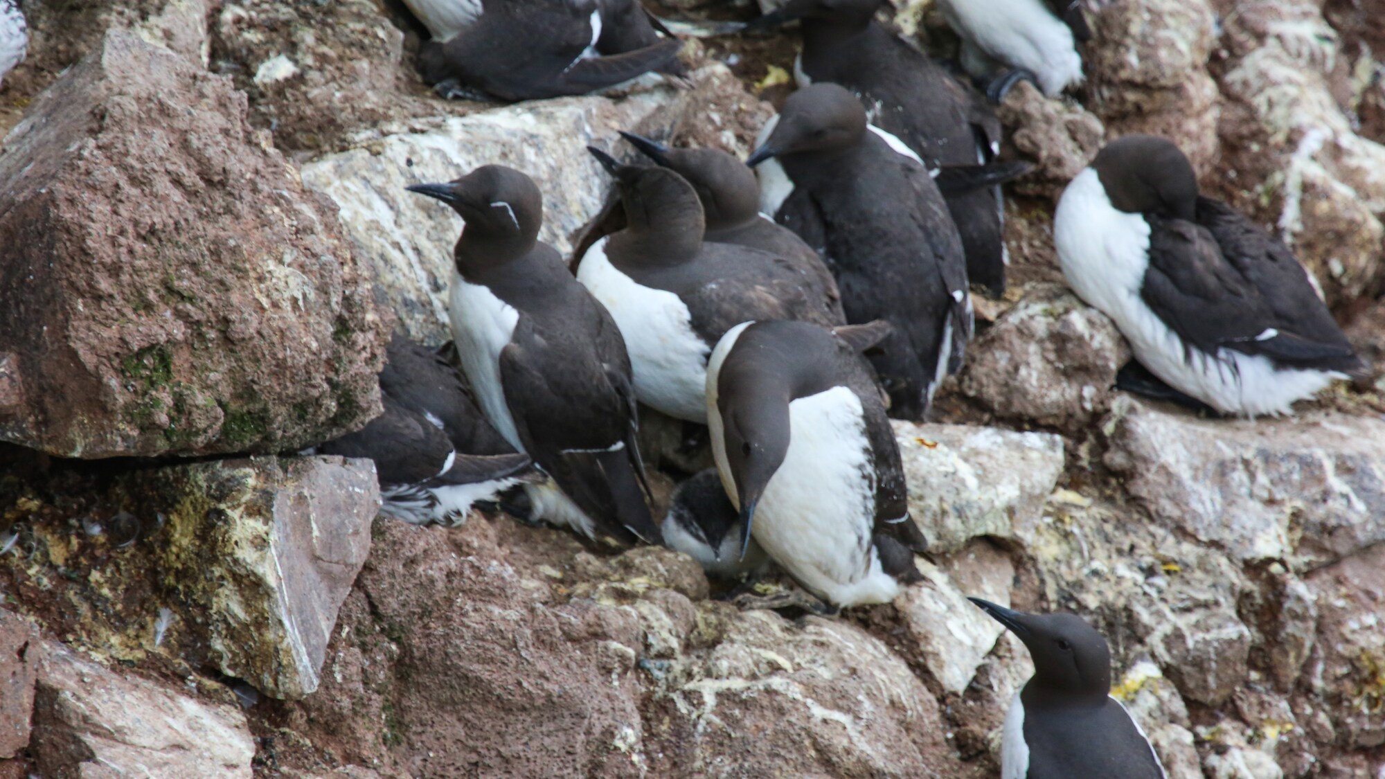 Guillemots grouped together viewed from above. (National Geographic for Disney+/Jonjo Harrington)