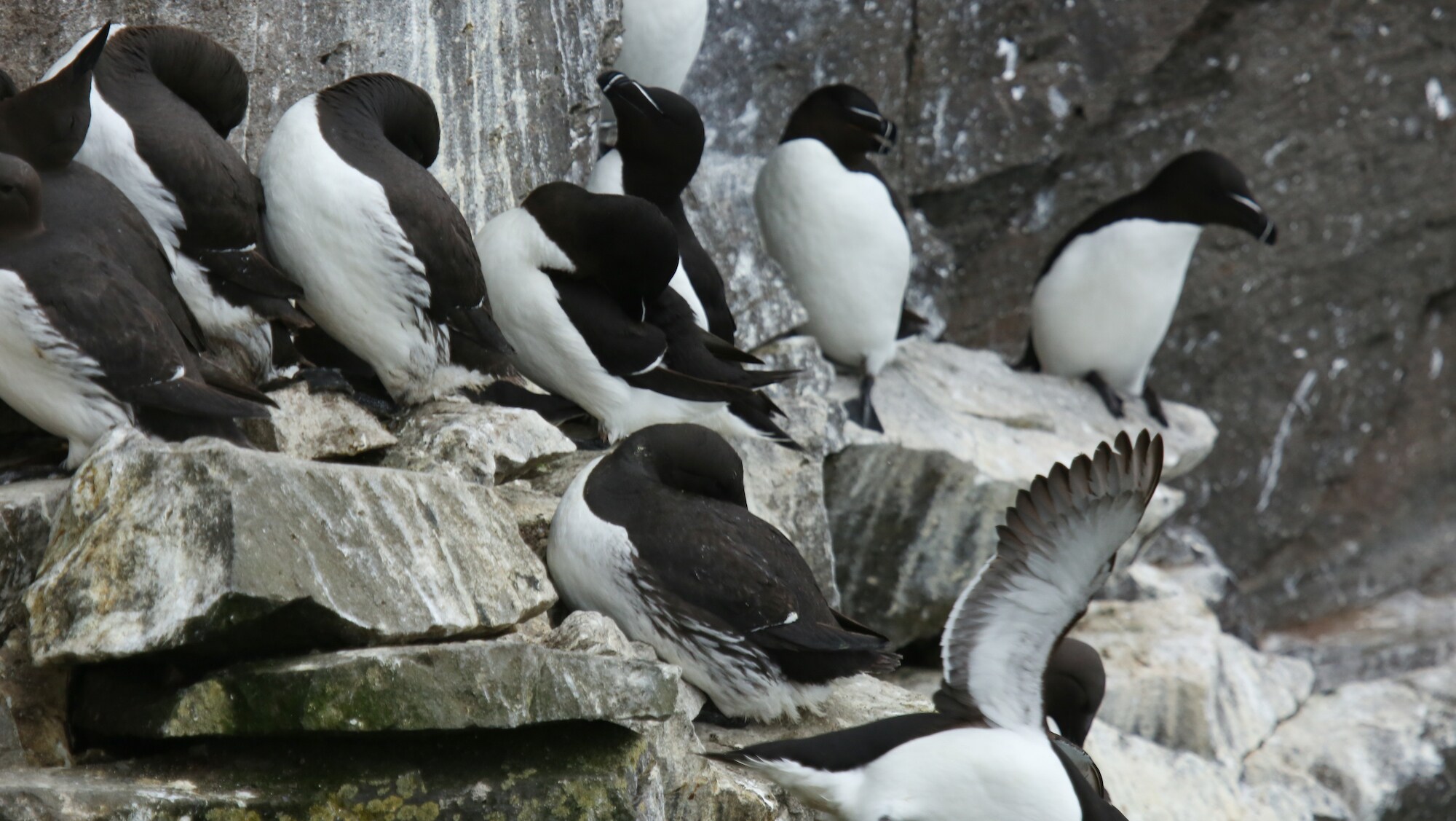 Guillemots taking off from a cliff. (National Geographic for Disney+/Jonjo Harrington)