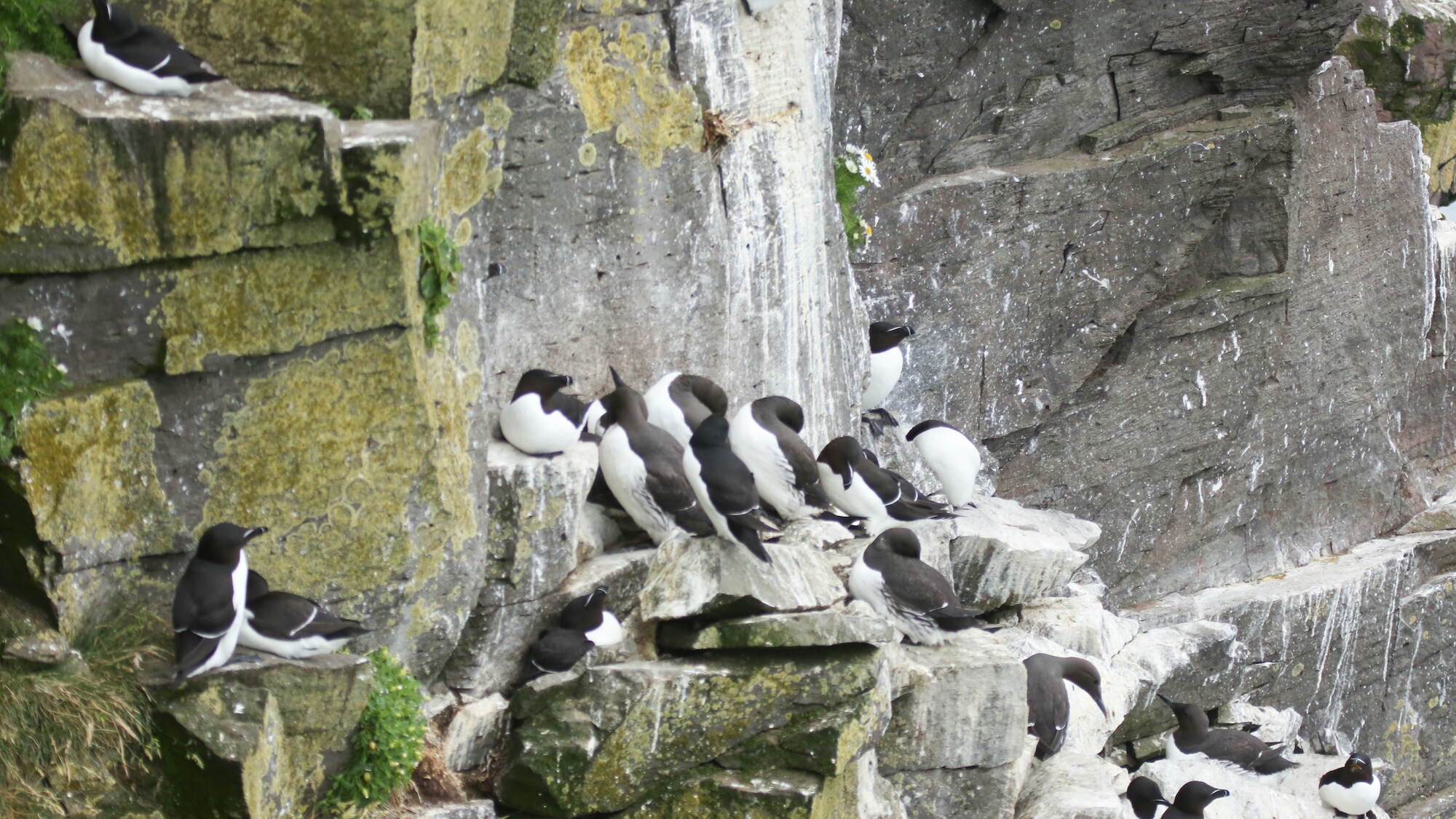 A group of guillemots bunching onto a cliff face. (National Geographic for Disney+/Jonjo Harrington)