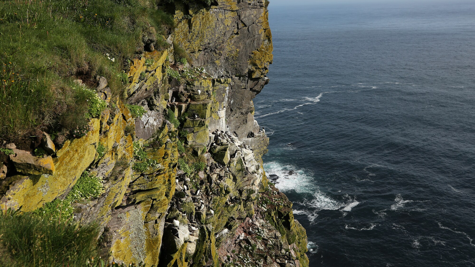 Cliff face with guillemots nests. (National Geographic for Disney+/Jonjo Harrington)