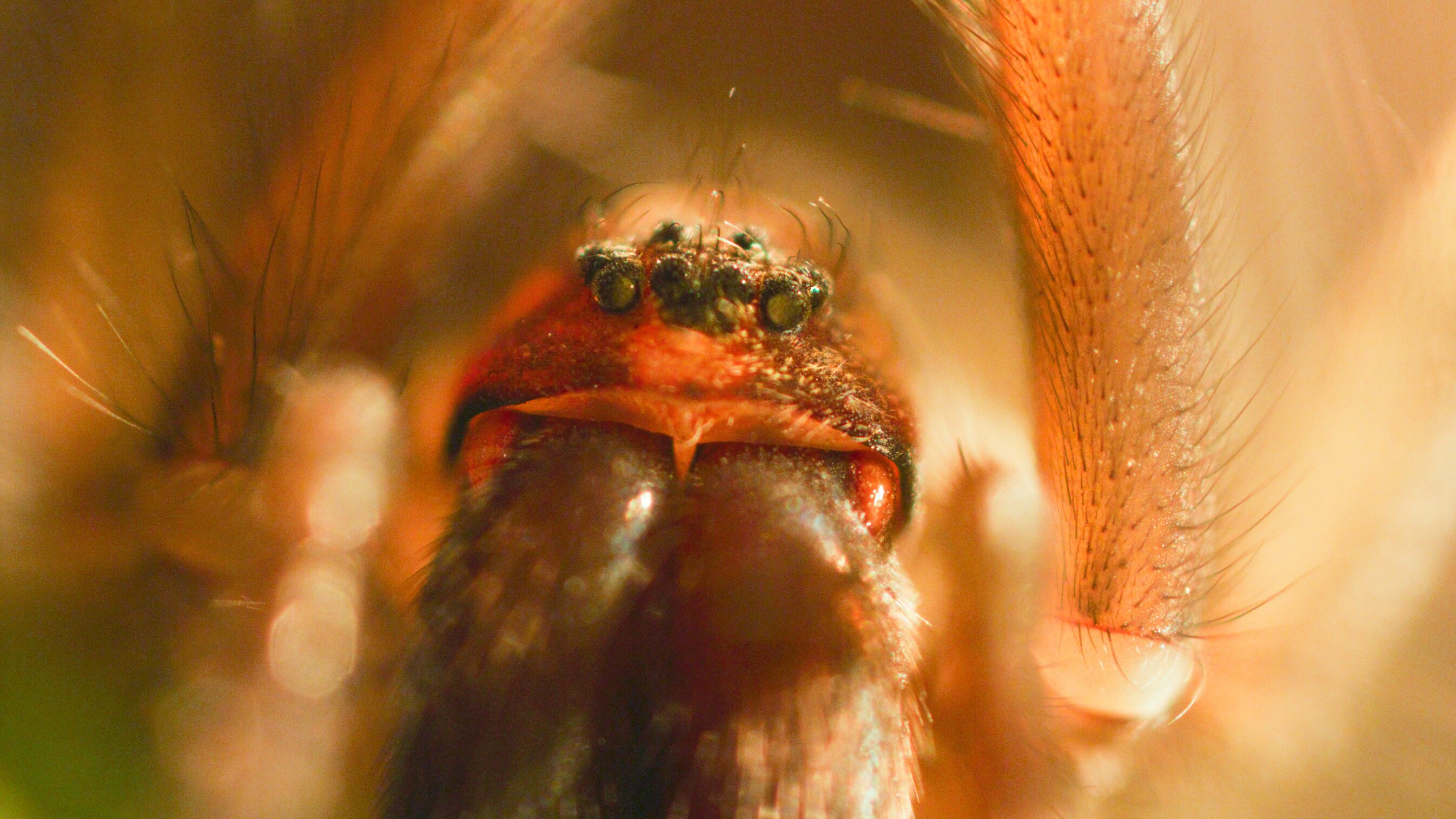 Portrait of an adult cupboard spider. (National Geographic for Disney+/George Woodcock)