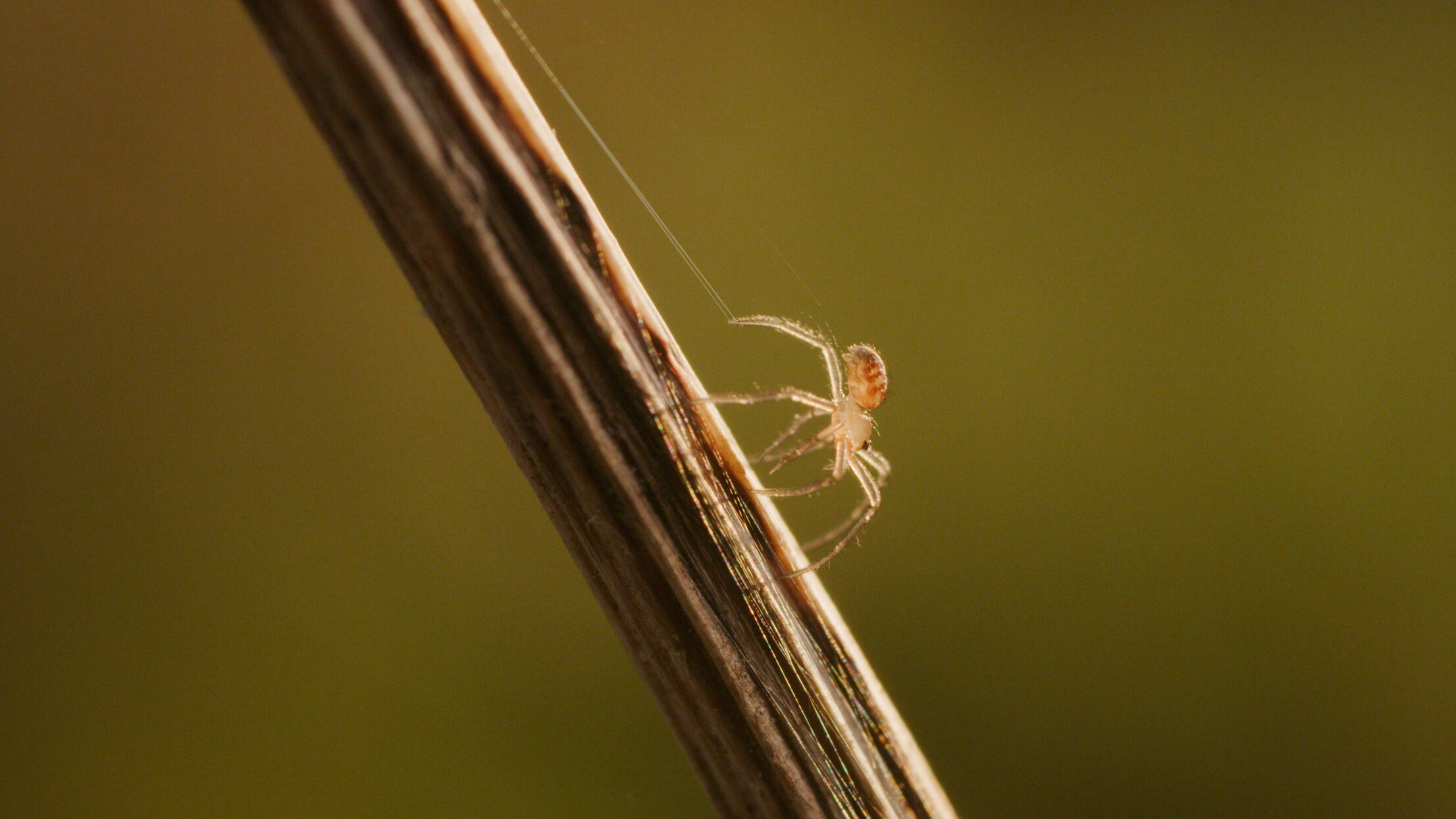 A cupboard spiderling hanging off a silk. (National Geographic for Disney+/George Woodcock)