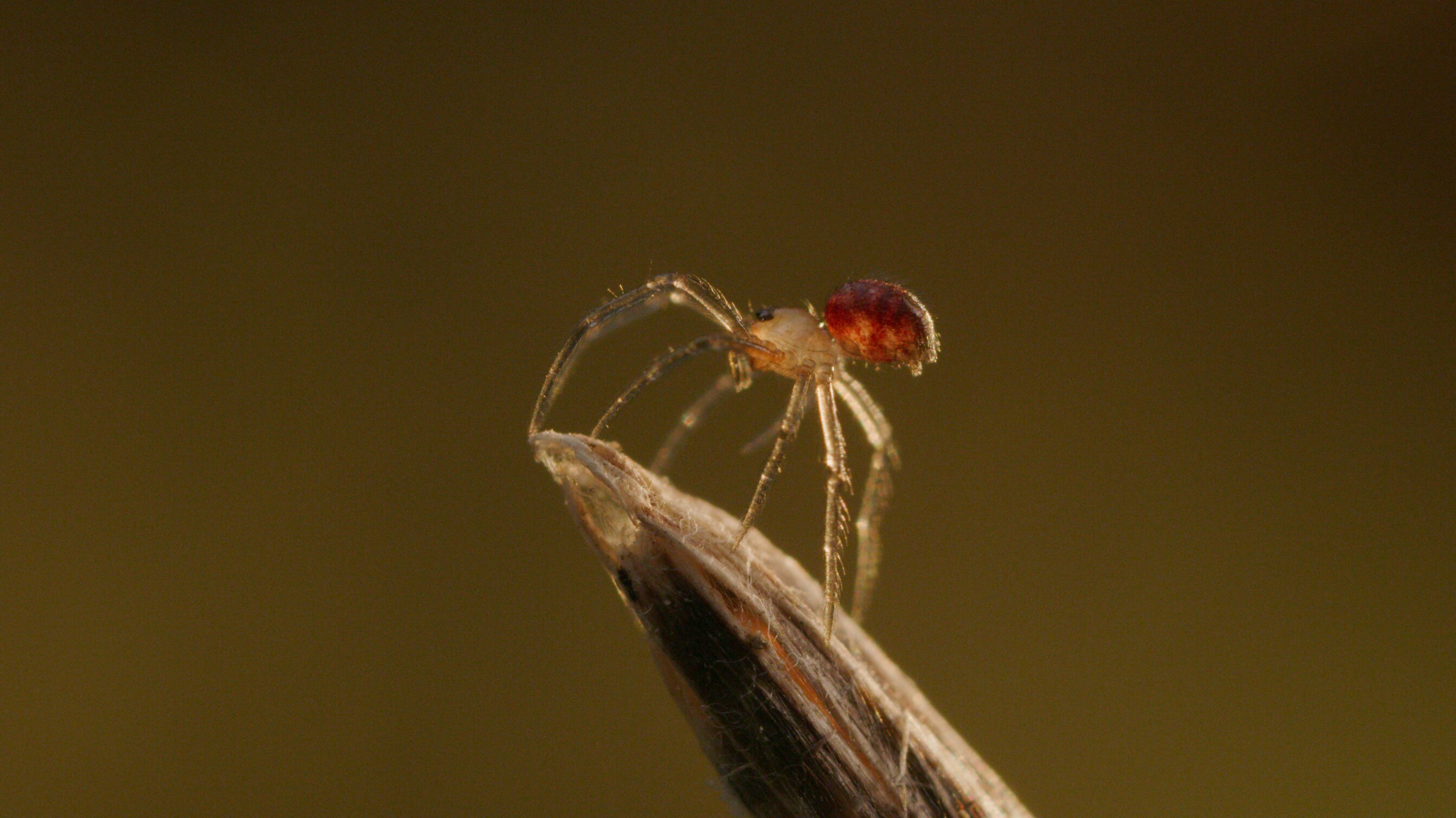 Cupboard spiderling on top of a branch. (National Geographic for Disney+/George Woodcock)