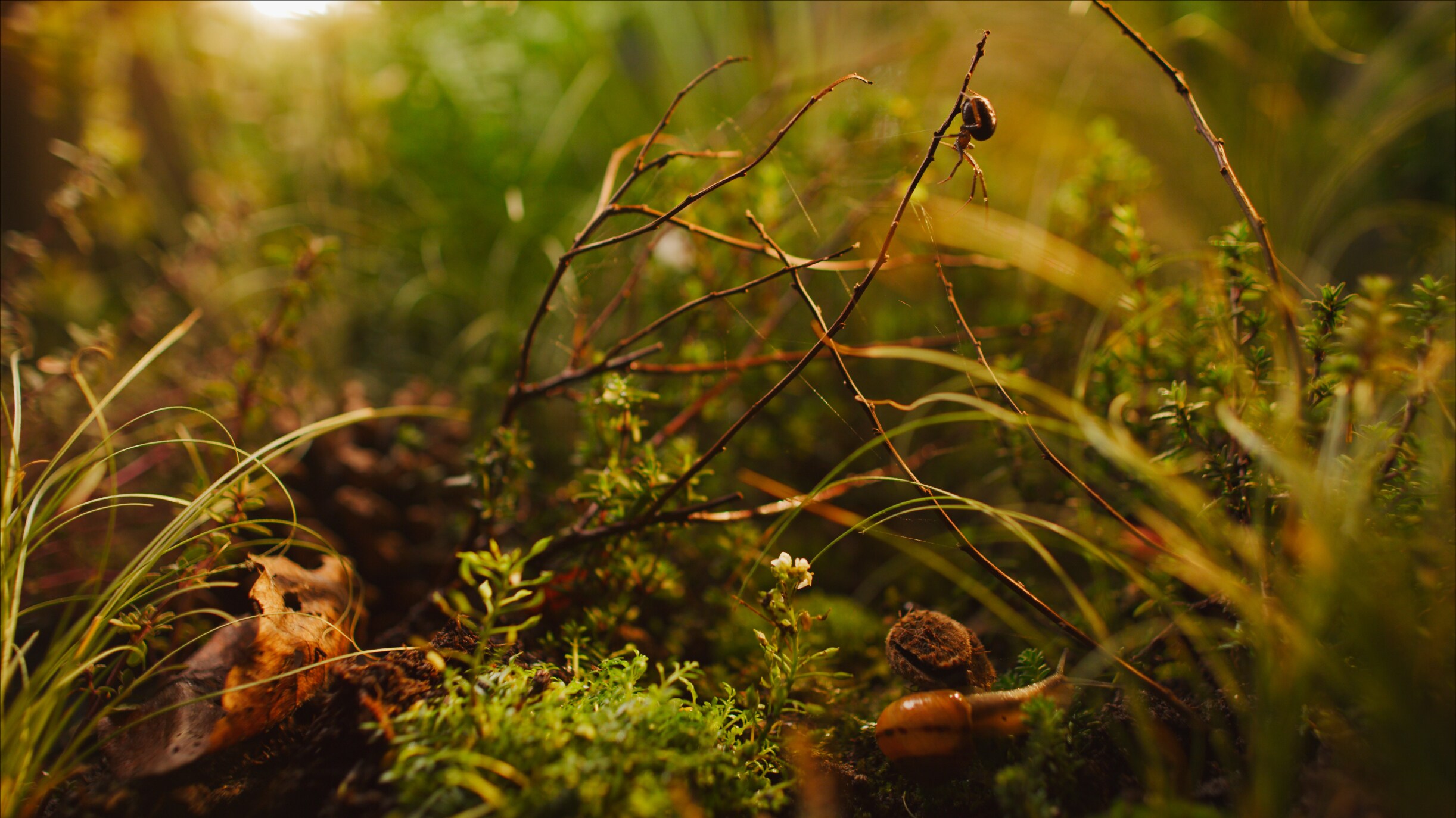 Cupboard spider on a twig on forest floor, snail in the foreground. (National Geographic for Disney+/George Woodcock)