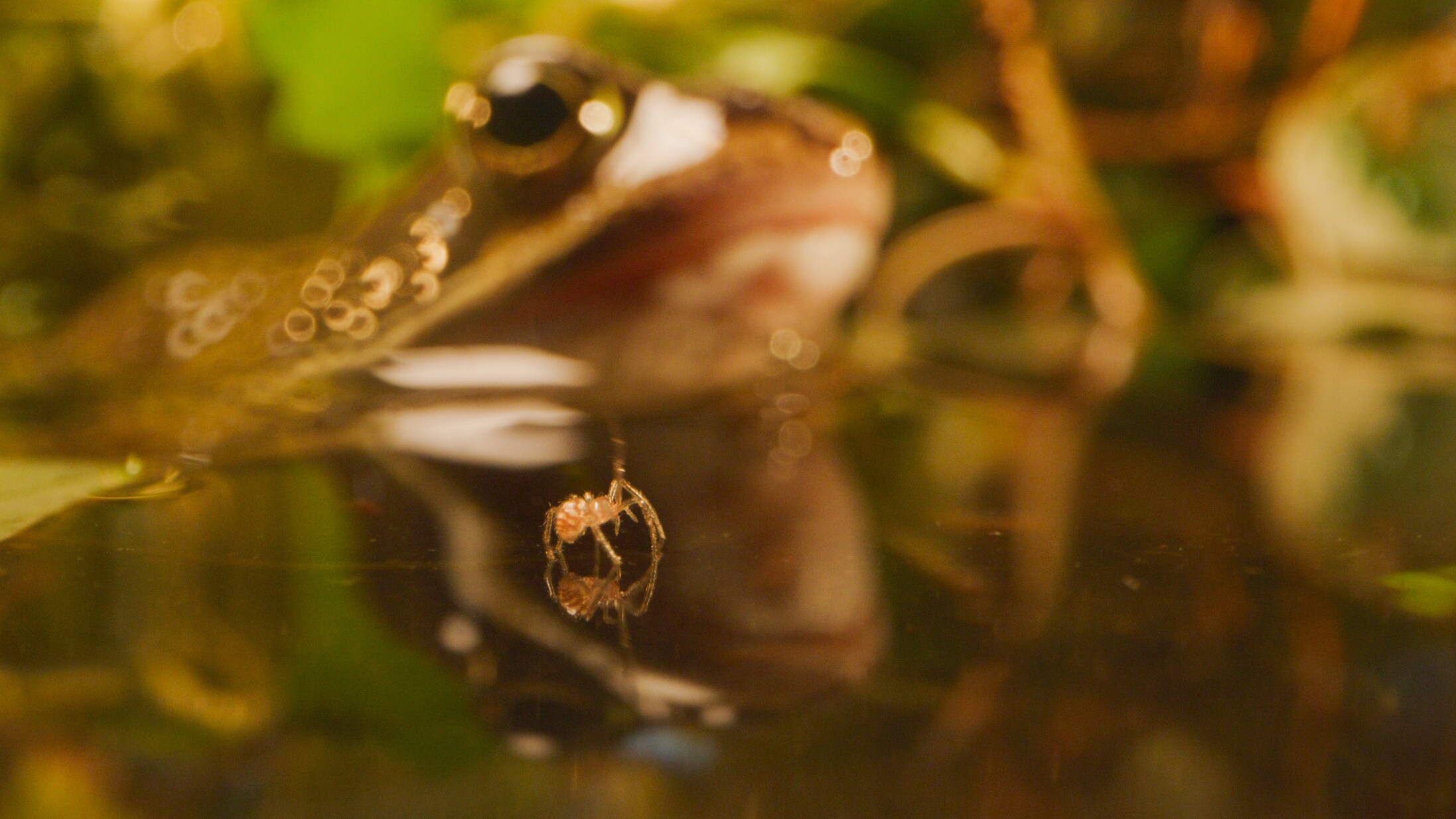 Cupboard spiderling mirroring on water surface with a toad behind. (National Geographic for Disney+/George Woodcock)
