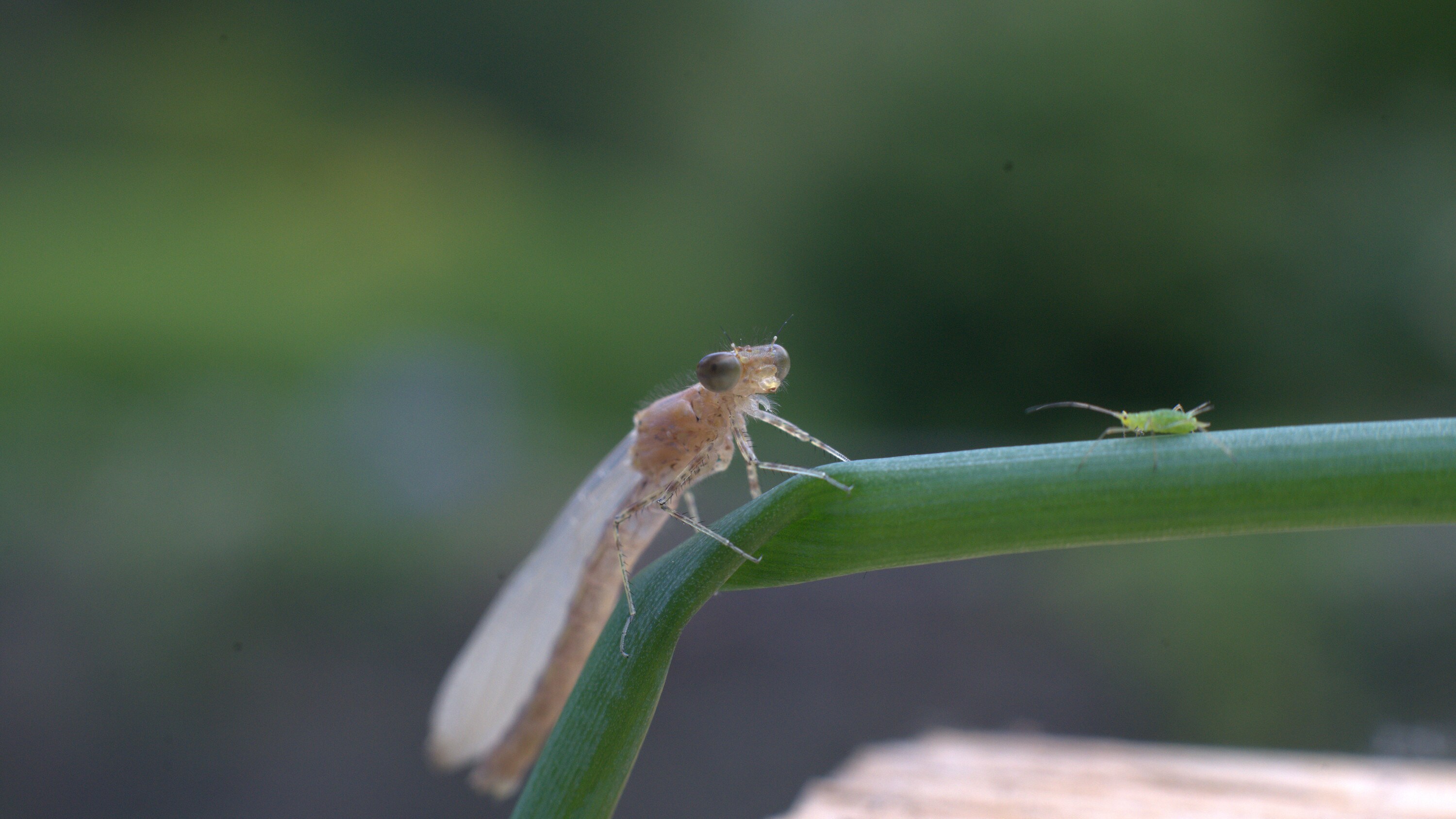 An emerged adult damselfly stands on a stem next to an aphid in the "Once A Pond A Time" episode of "A Real Bug's Life." (National Geographic/James Manisty)