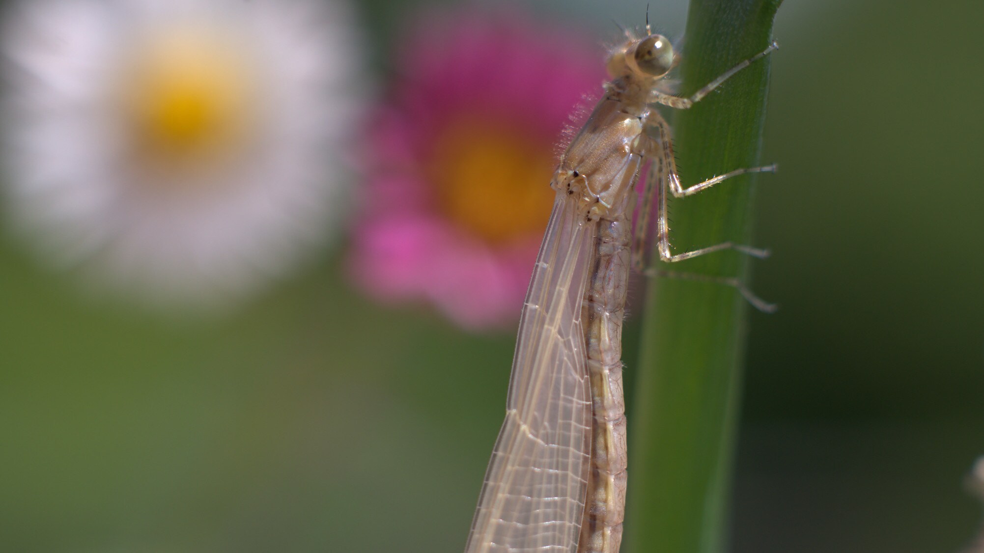 An emerged adult damselfly stands on a stem in the "Once A Pond A Time" episode of "A Real Bug's Life." (National Geographic/James Manisty)