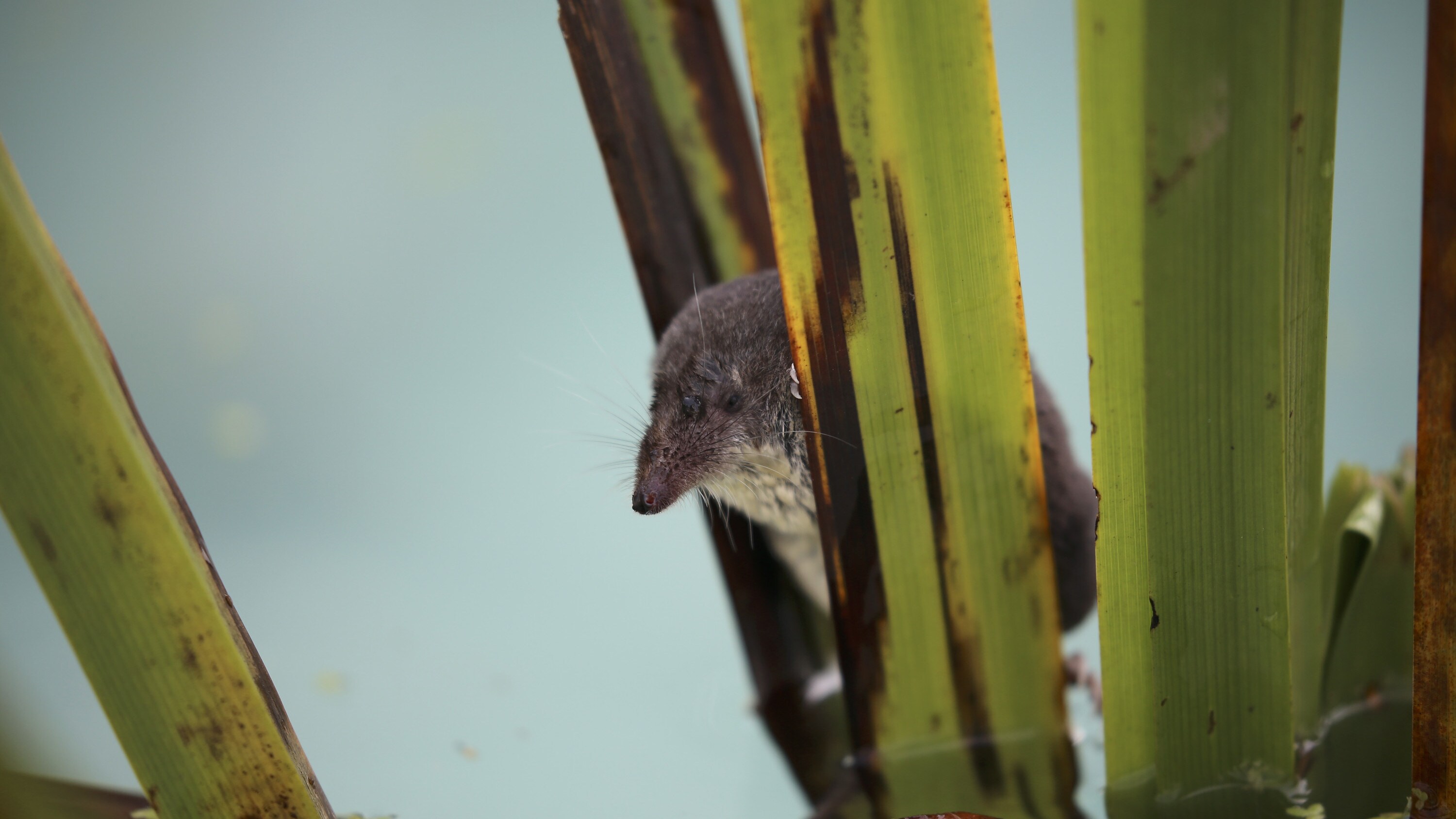 A water shrew rests between dives in a custom-built aquarium in the "Once A Pond A Time" episode of "A Real Bug's Life."  (National Geographic/Matt Haworth)