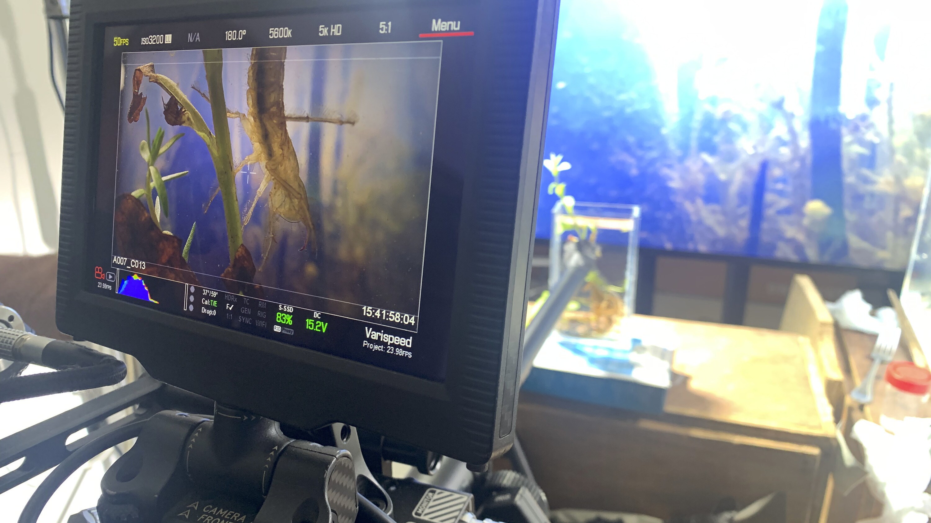 A probe lens points into a custom-built glass tank to film a great diving beetle larva for the "Once A Pond A Time" episode of "A Real Bug's Life." (National Geographic/Matt Haworth)