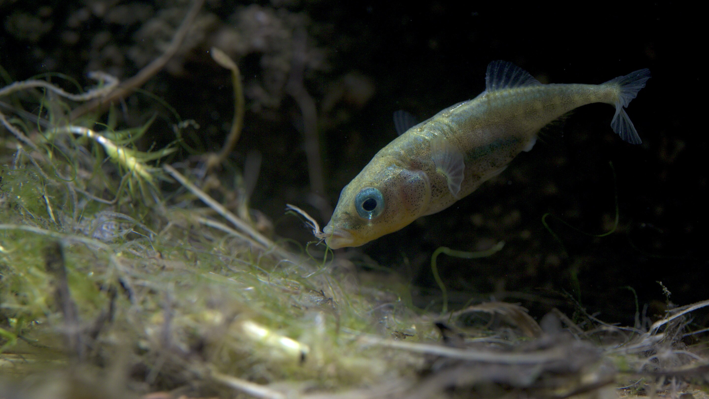 A male stickleback in breeding colors adds the finishing touches to his nest during a shoot for the "Once A Pond A Time" episode of "A Real Bug's Life." (National Geographic/Matt Haworth)