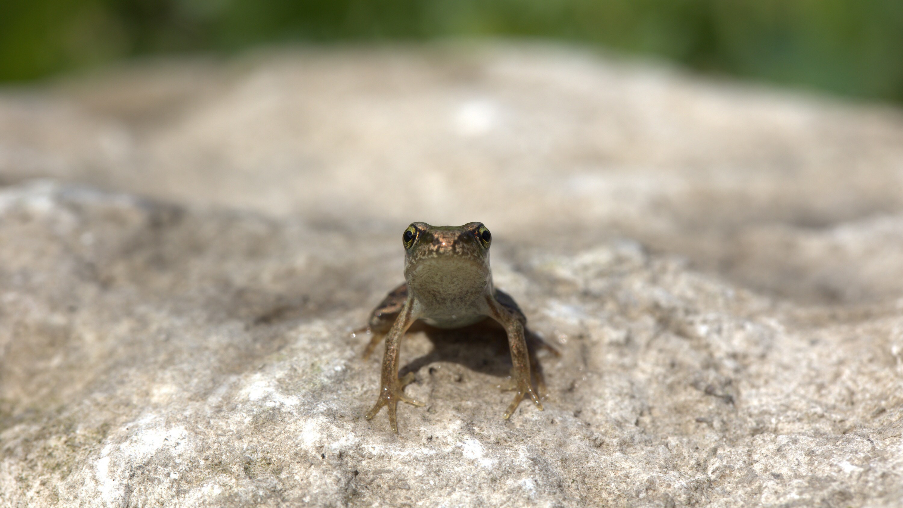 A common frog froglet is featured in the "Once A Pond A Time" episode of "A Real Bug's Life." (National Geographic/James Scrivens)