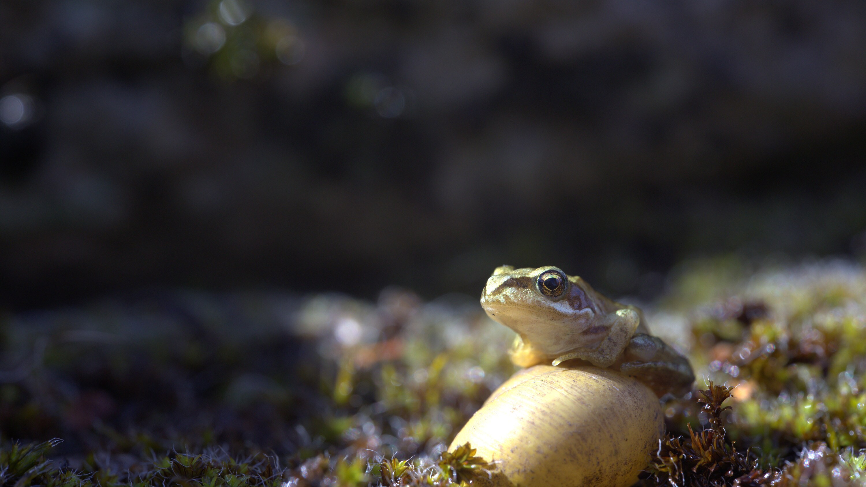 A common frog froglet seated on a snail shell is featured in the "Once A Pond A Time" episode of "A Real Bug's Life." (National Geographic/James Scrivens)