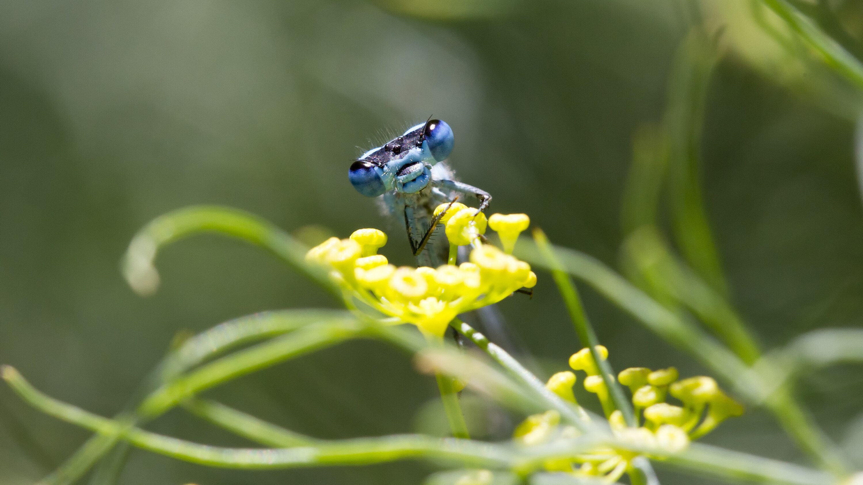 A common blue damselfly rests on a wildflower. (National Geographic/Robbie George)