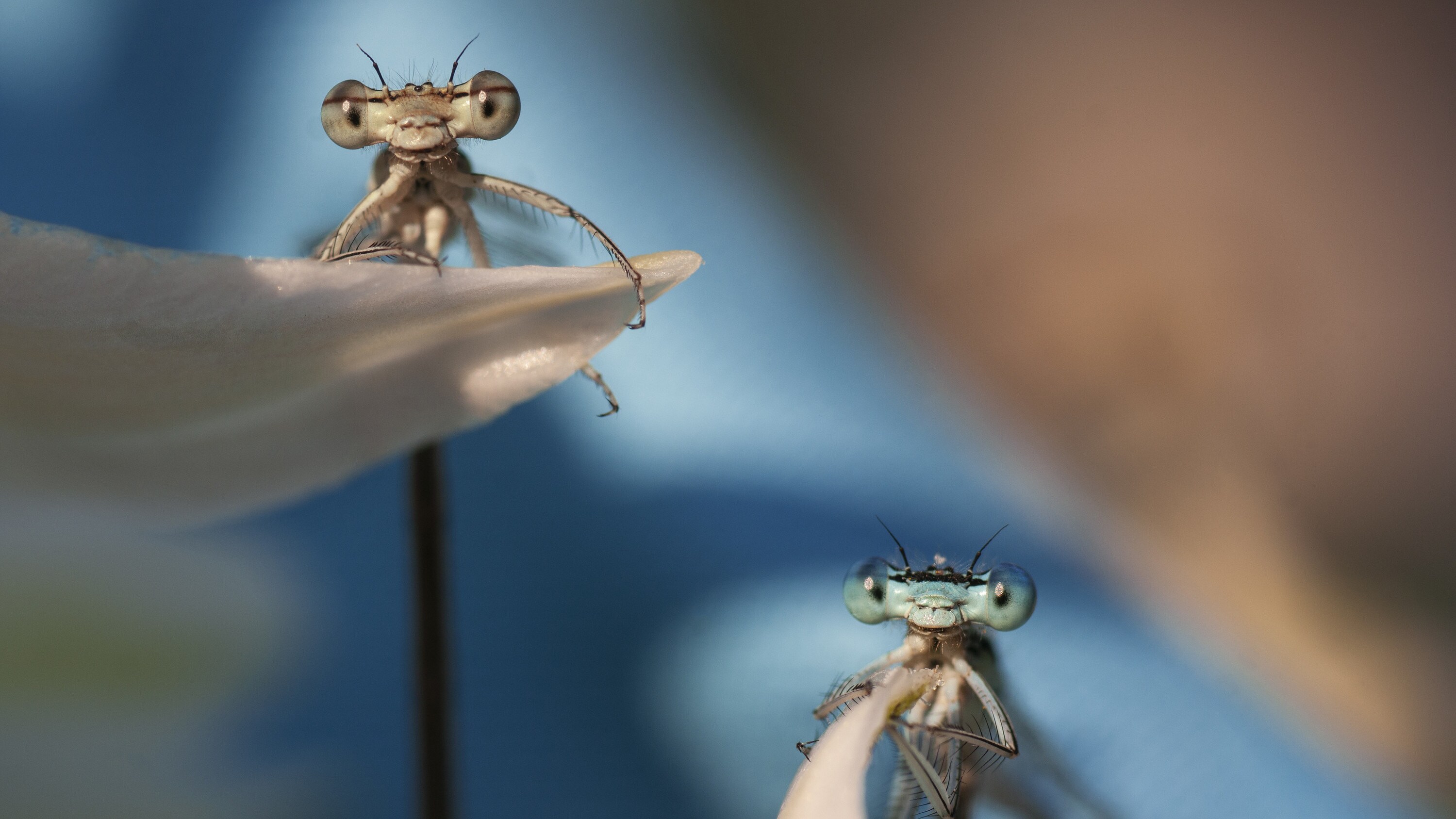 Two damselflies rest on a flower. (National Geographic/Remus Vasile Triplea)