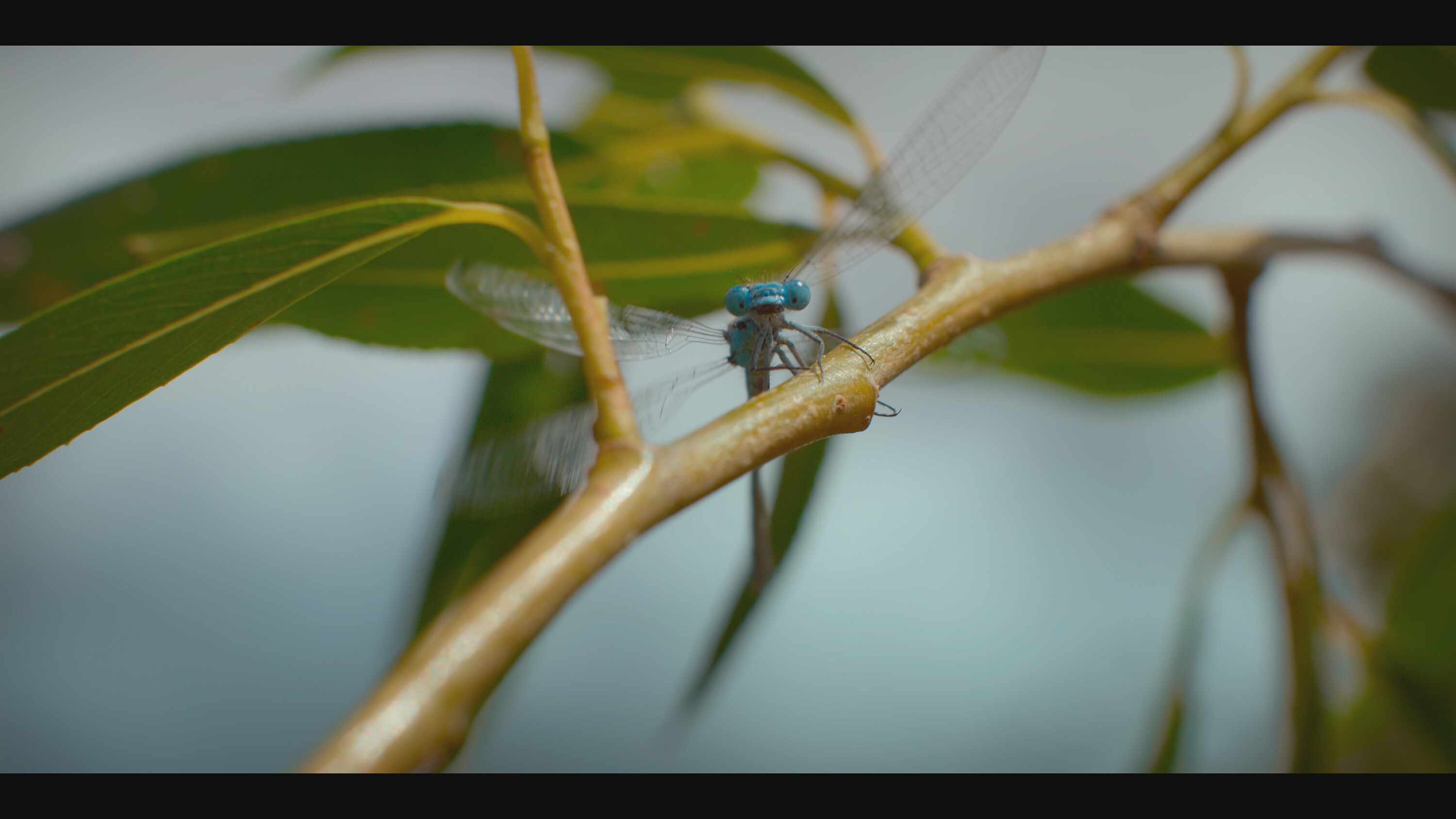 An adult damselfly balancing on a reed is featured in the "Once A Pond A Time" episode of "A Real Bug's Life." (National Geographic)