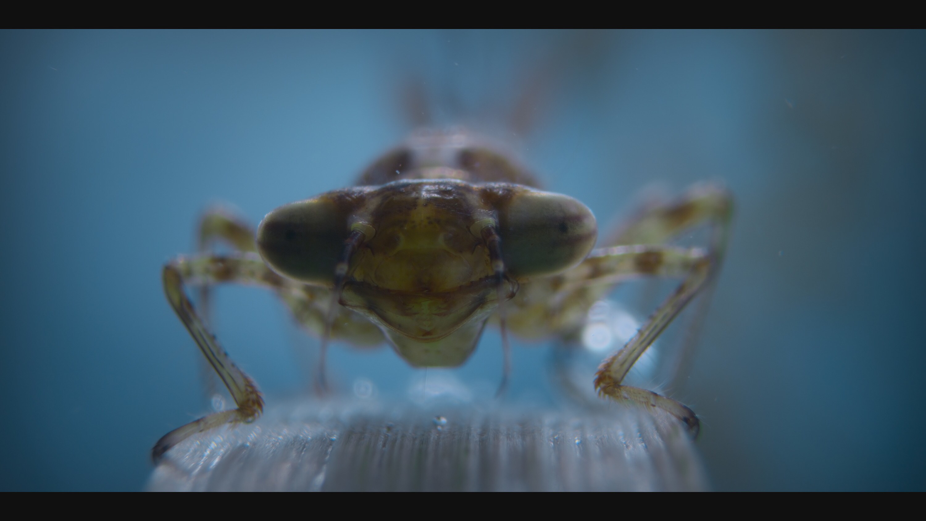 An adult damselfly balancing on a reed underwater is featured in the "Once A Pond A Time" episode of "A Real Bug's Life."(National Geographic)