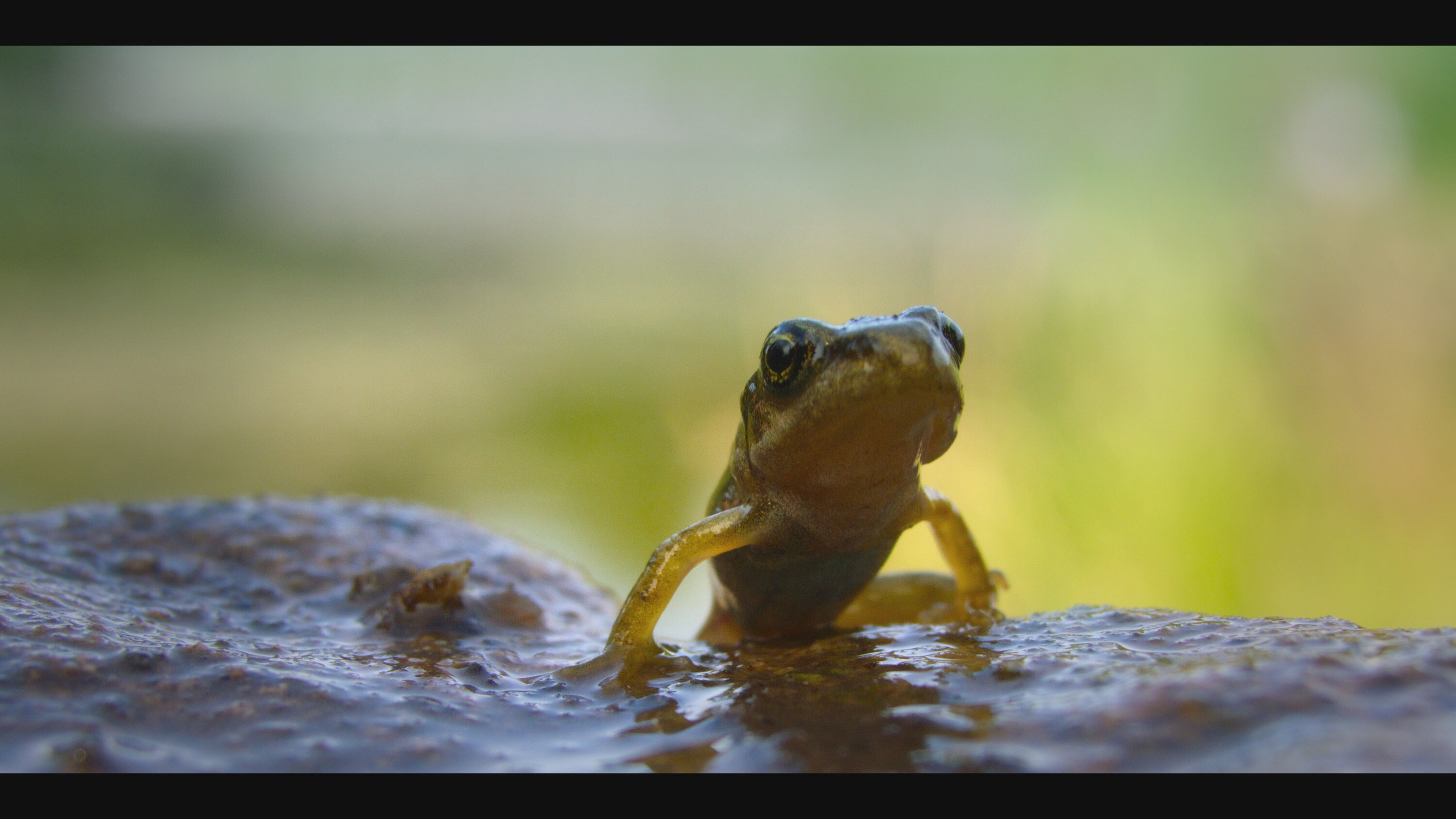 A froglet climbs onto a rock in the "Once A Pond A Time" episode of "A Real Bug's Life."(National Geographic)