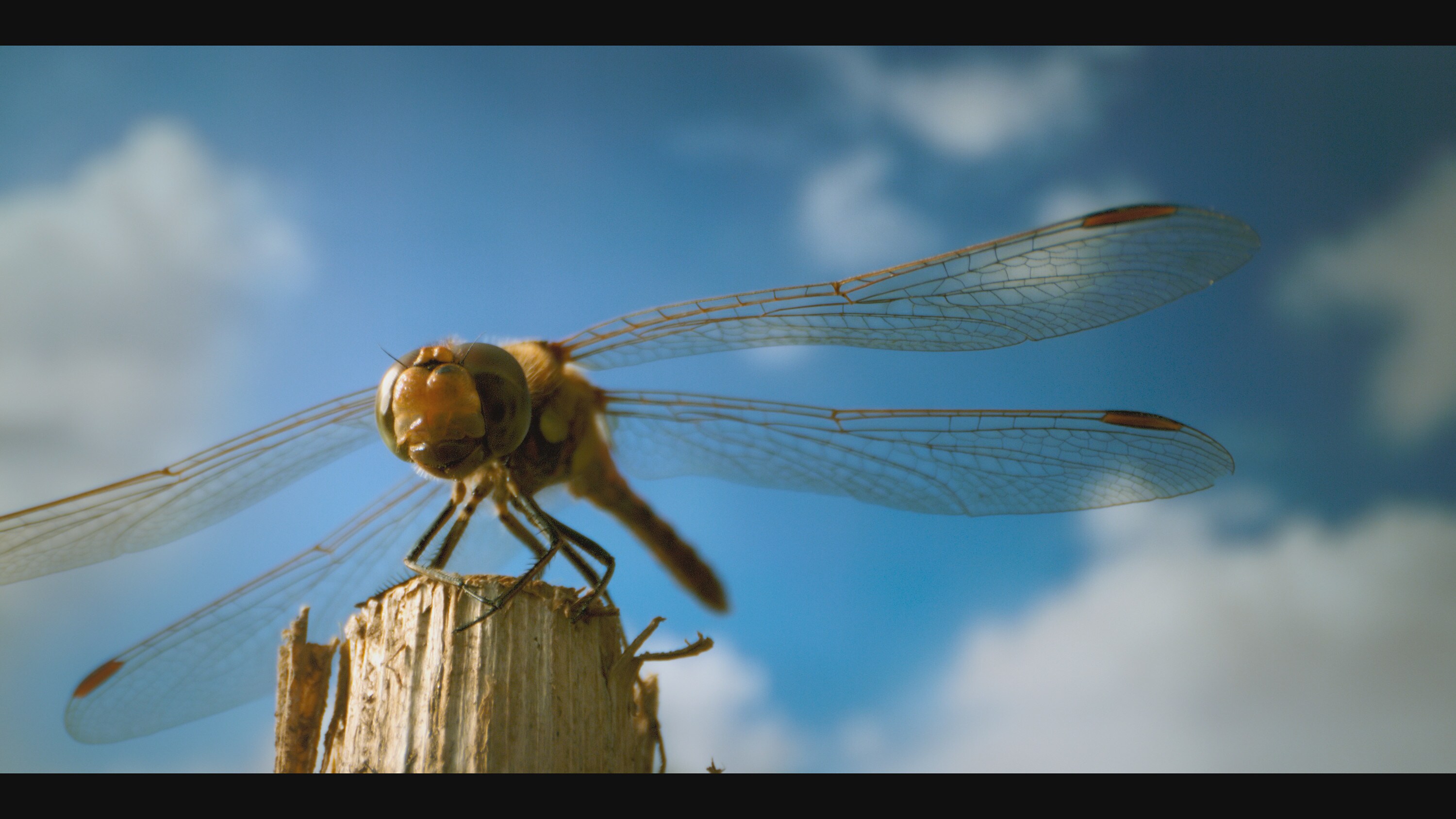 An adult dragonfly standing on a perch is featured in the "Once A Pond A Time" episode of "A Real Bug's Life."(National Geographic)