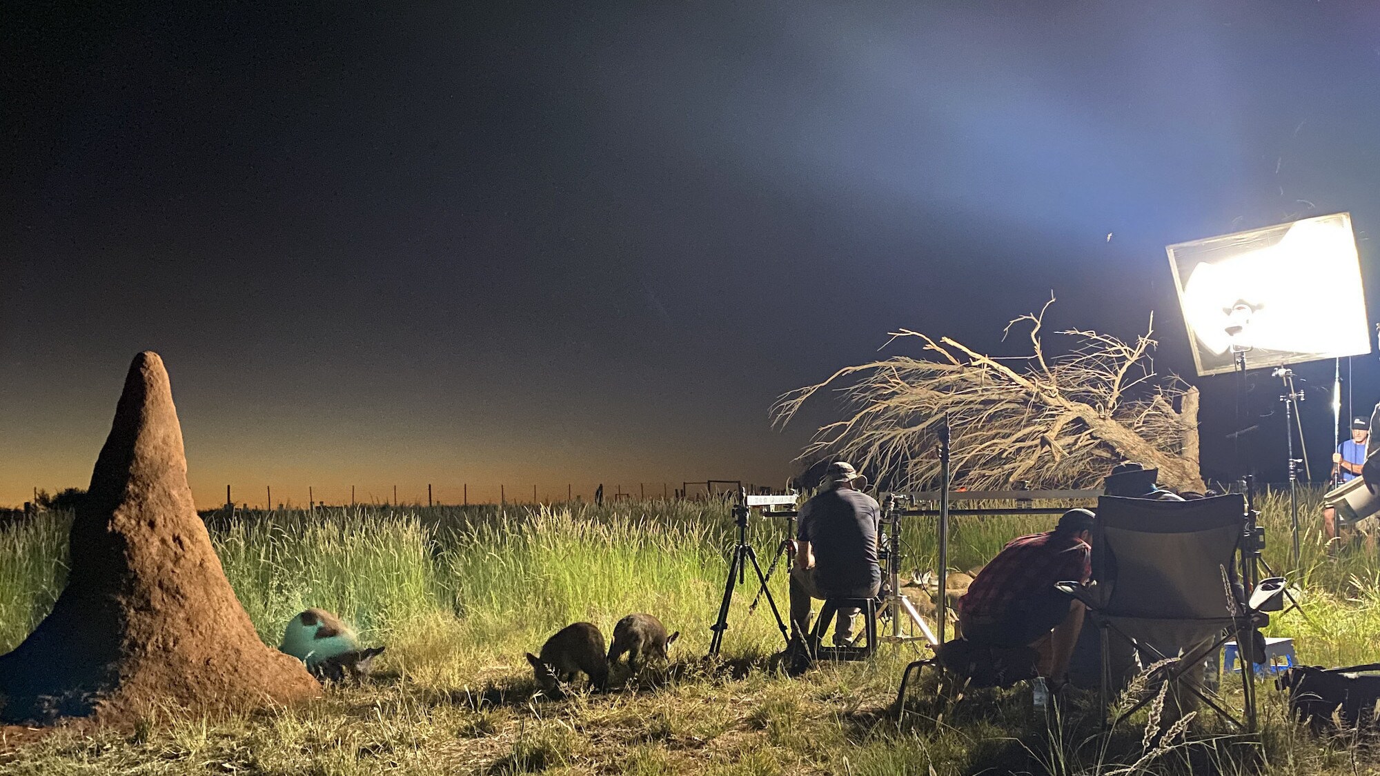 Director of Photography Chris Openshaw, Assistant Camera Niall Newport, Series Director Nat Sharman and lights tech Todd Mentz work together to film a termite mound at sunset with a few bat-eared foxes seen nearby at the Felidae Centre near Kimberley, South Africa for the "Land of Giants" episode of "A Real Bug's Life." (National Geographic/Amy Gilchrist)
