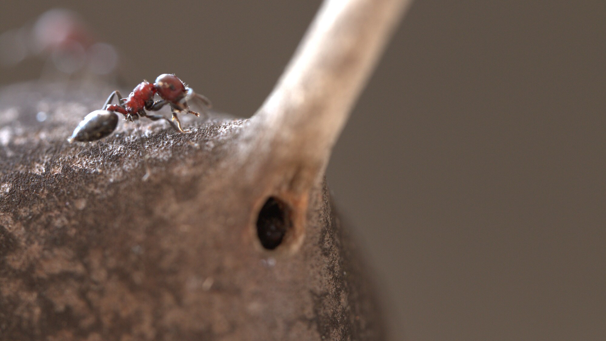 A tiny red headed acacia ant (Crematogaster mimosae) is pictured at her home entrance in the domatia (swollen acacia thorn base) at the Mount Kenya Wildlife Estate, Ol Pejeta, Nanyuki, Laikipia, Kenya in the "Land of Giants" episode of "A Real Bug's Life." (National Geographic/Rob Harvey)